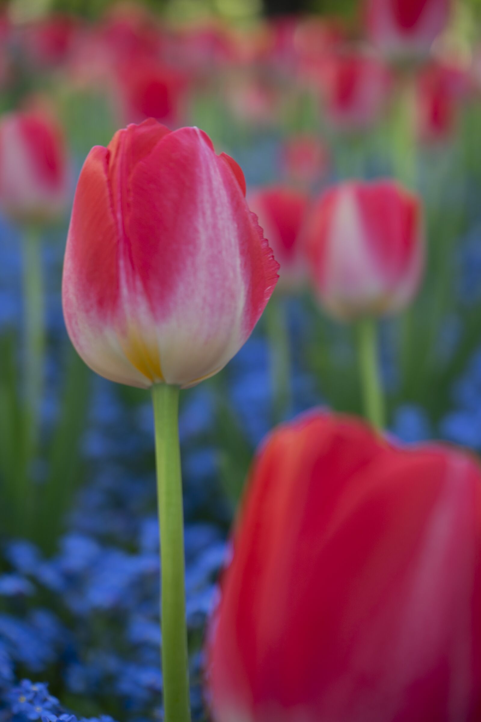 Sony a7 II + Sony FE 28-70mm F3.5-5.6 OSS sample photo. Tulip, flower, spring photography