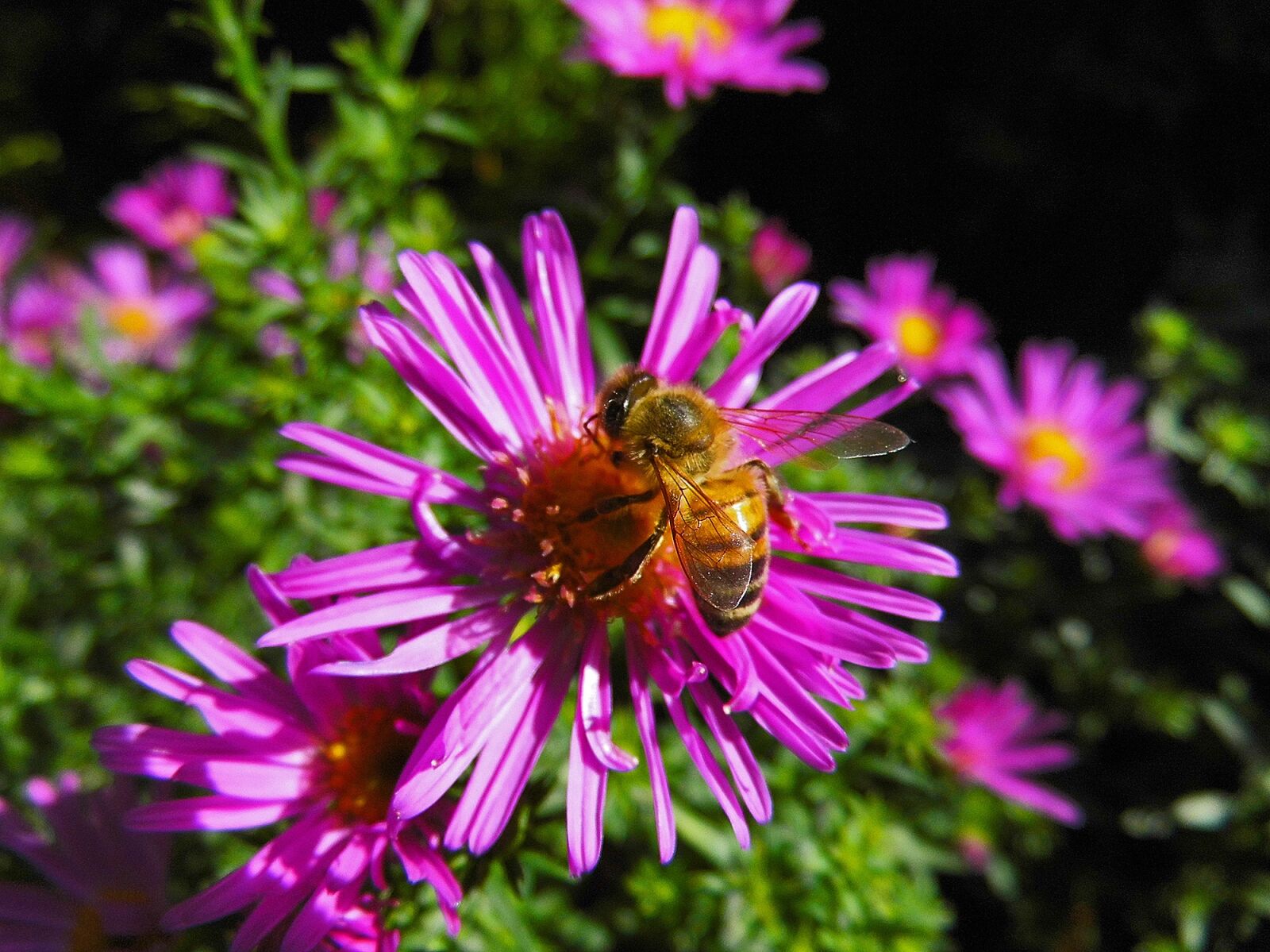 MEDION MD86929 sample photo. Bee, herbstaster, flower photography