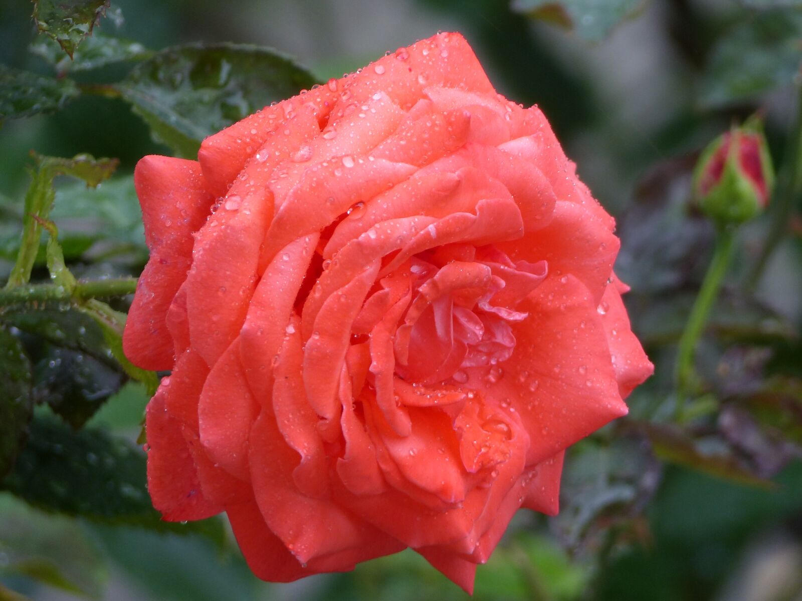 Panasonic Lumix DMC-FZ200 sample photo. Rose, drop, pink photography