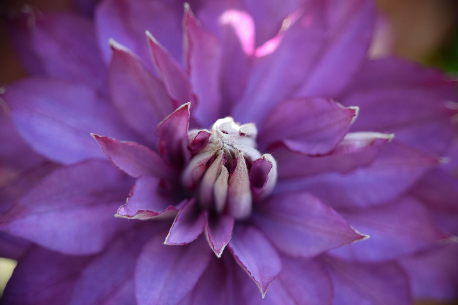Nikon D5300 sample photo. Flower, clematis, purple photography