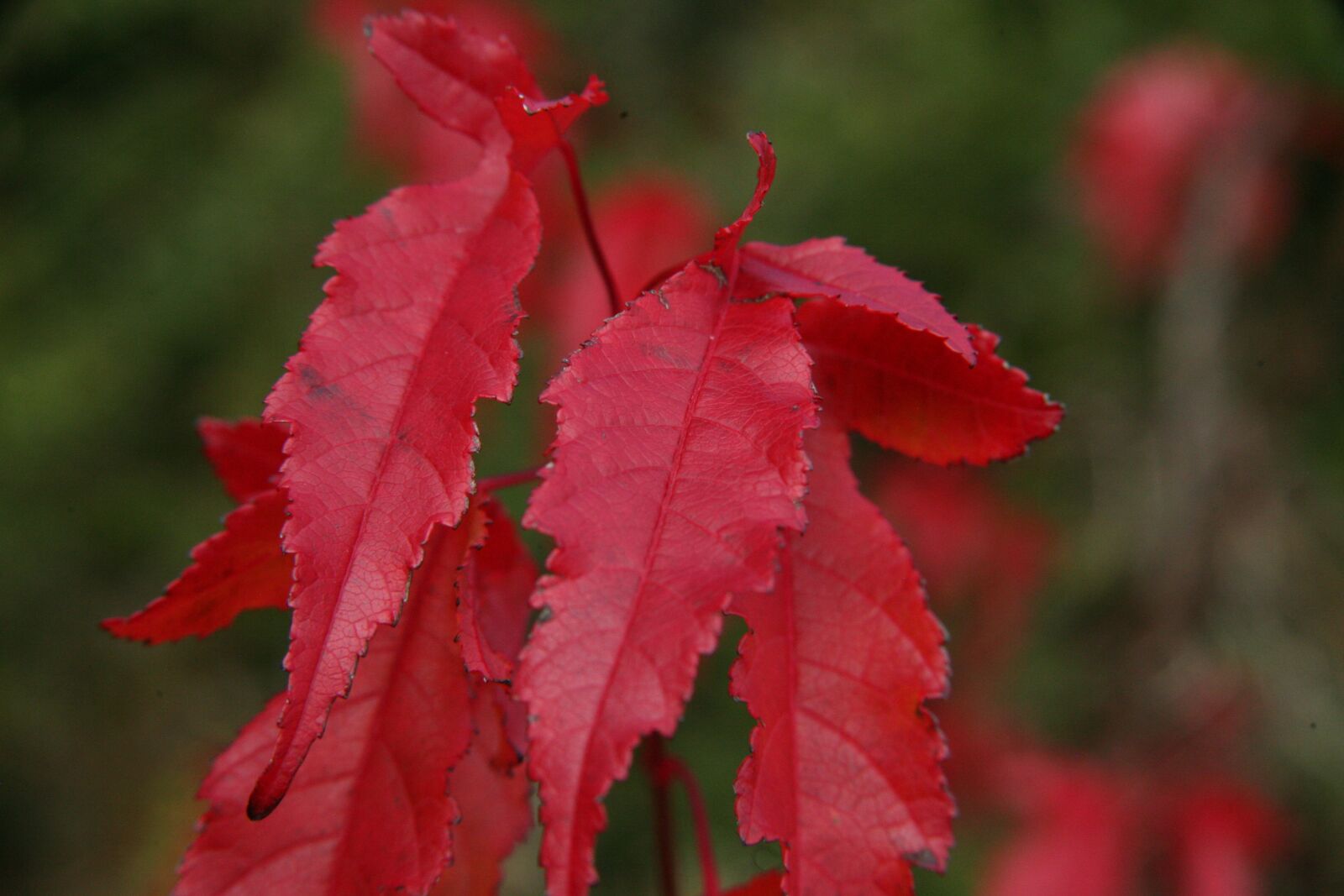 Canon EOS 5D sample photo. Indian summer, bright red photography
