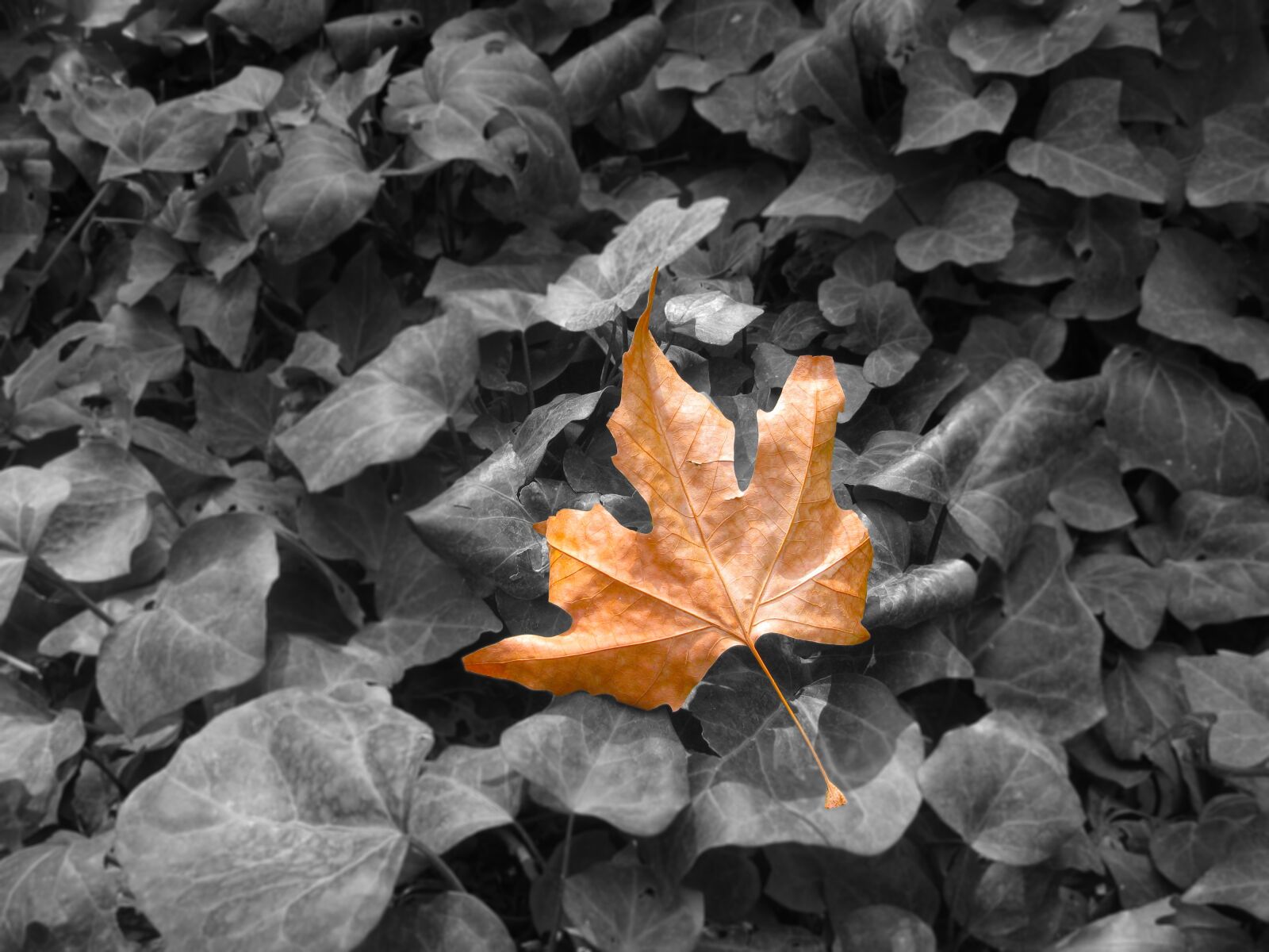 Canon POWERSHOT G9 sample photo. Autumn, leaf, fall photography