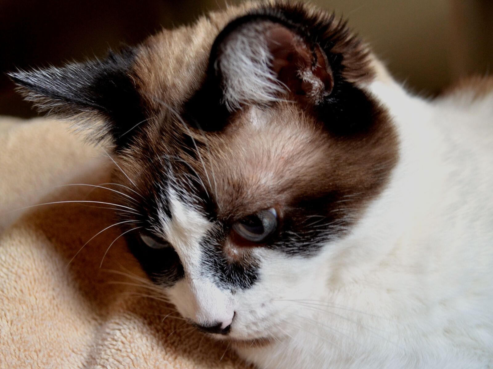 Nikon D5100 sample photo. Cat, siamese, mix photography
