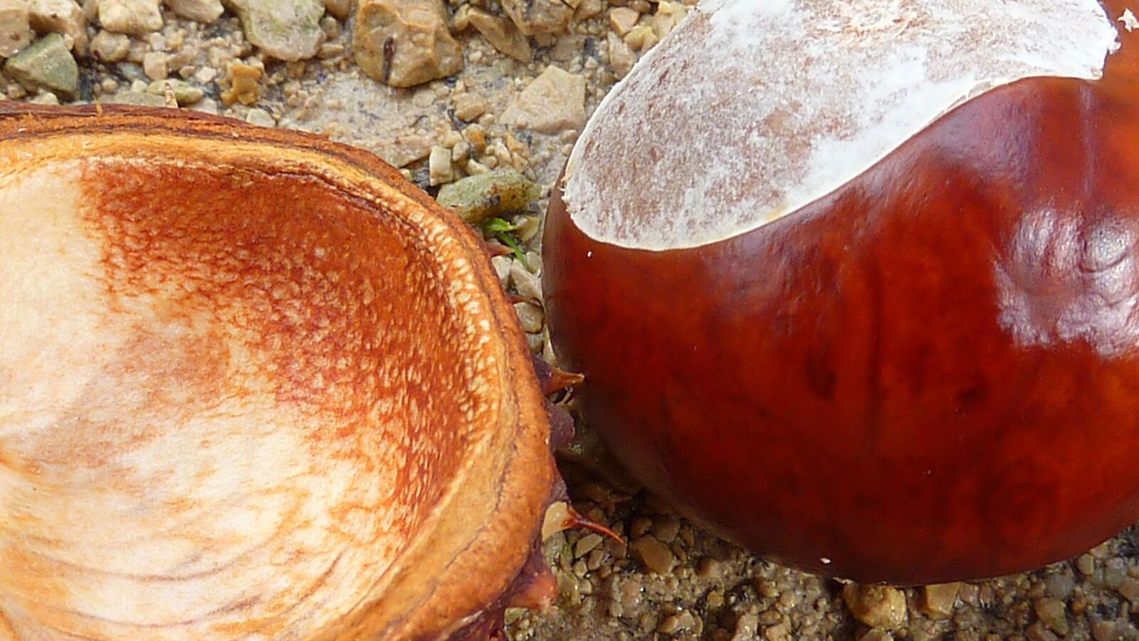 Panasonic DMC-TZ7 sample photo. Chestnut, chestnut nuts, chestnut photography