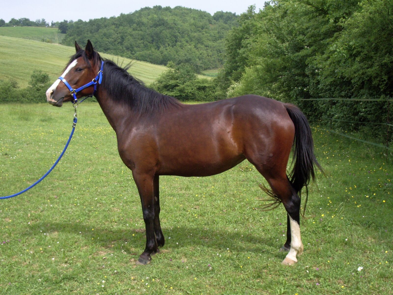 Pentax OPTIO S60 sample photo. Mare, horse, pre photography