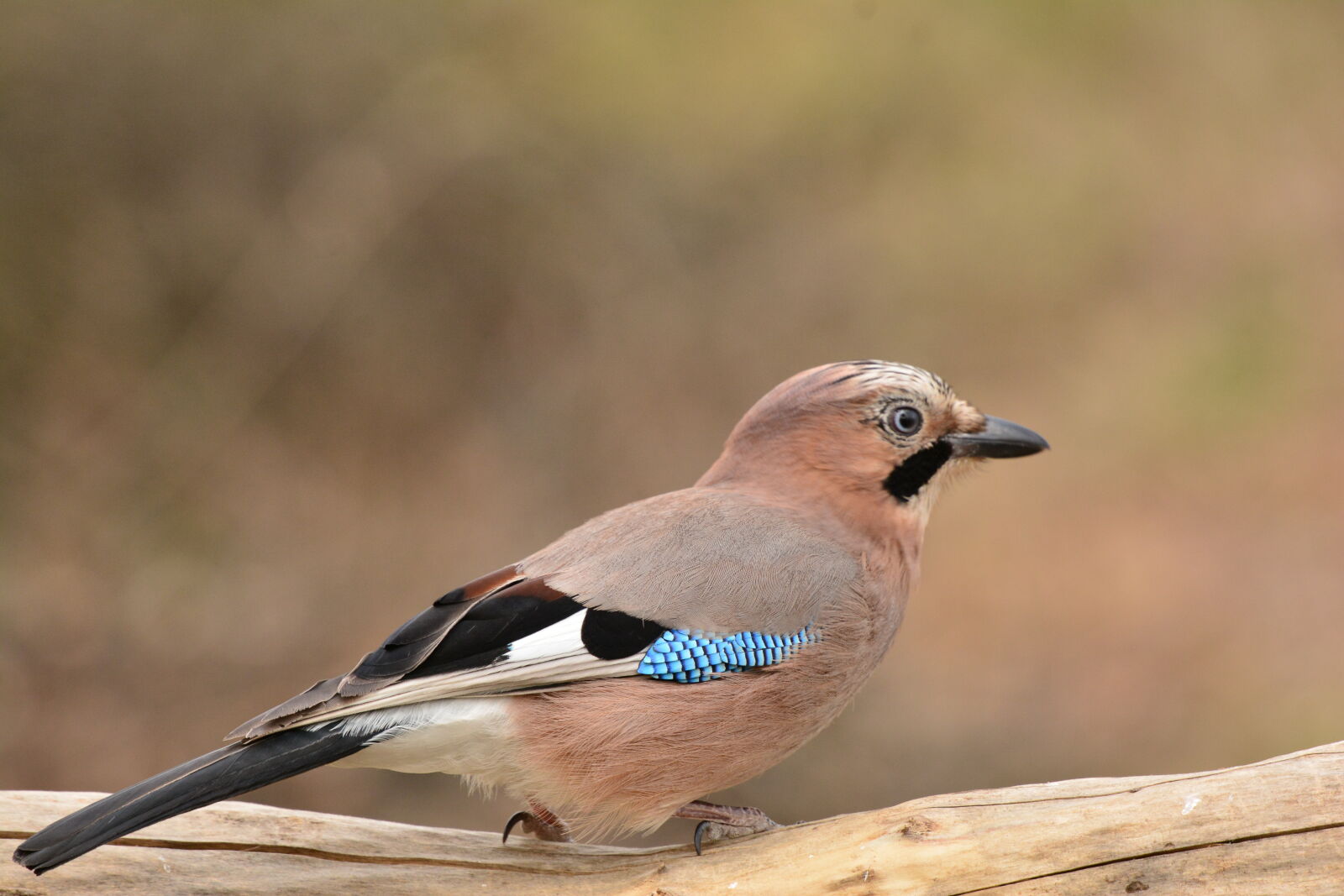 Nikon D7100 sample photo