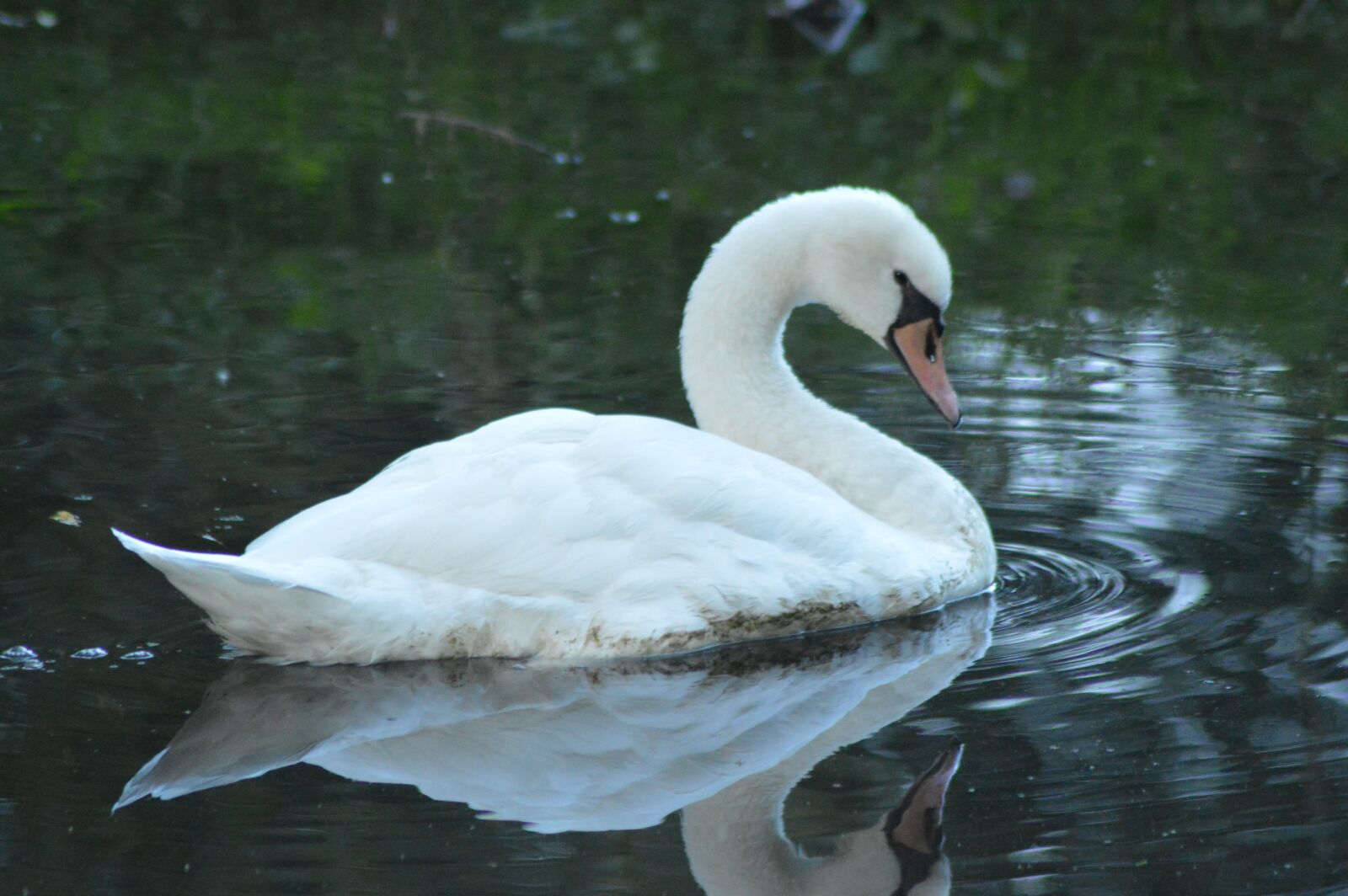 Nikon D3200 sample photo. Animal, bird, swan photography