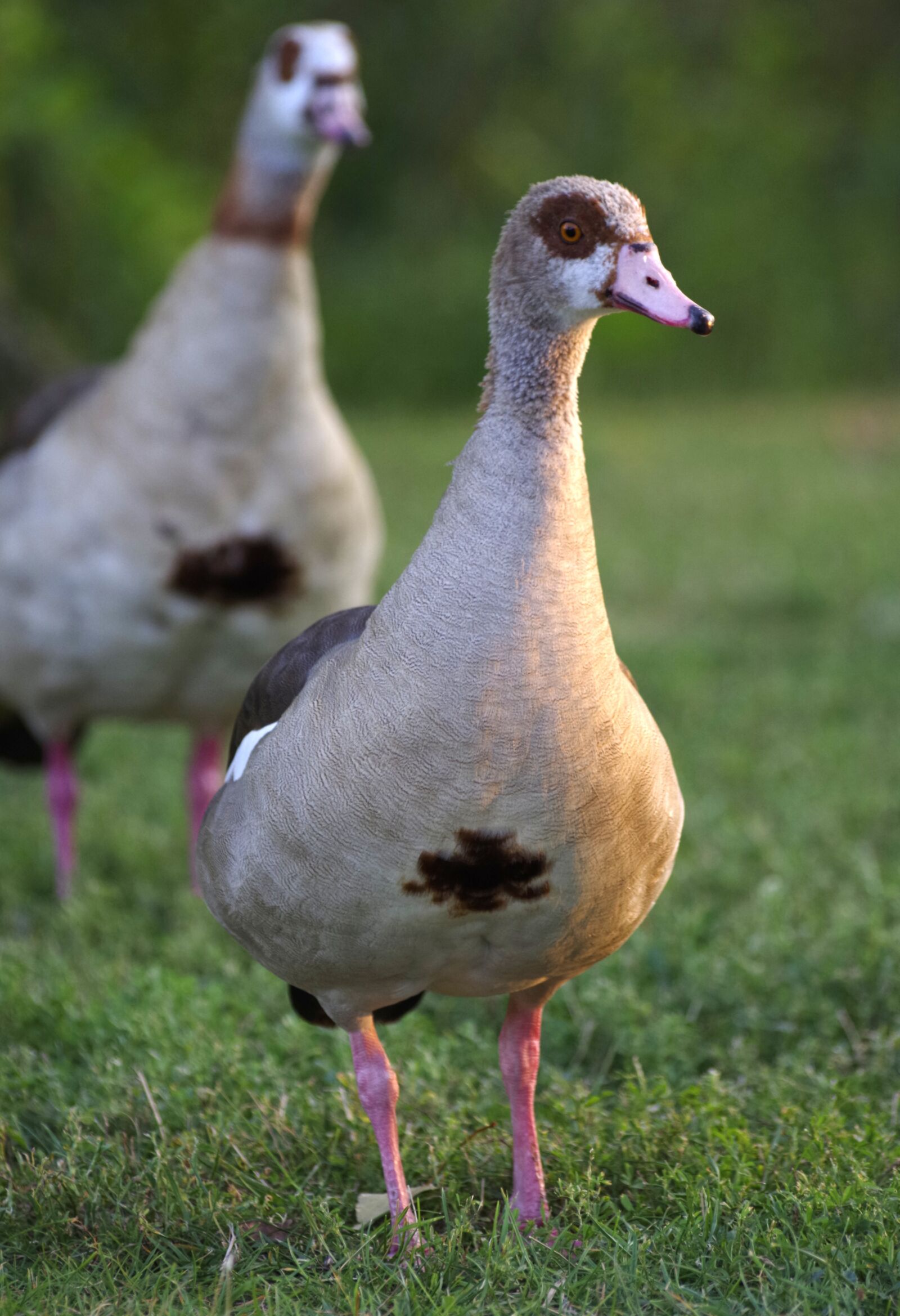 Pentax K-30 sample photo. Nilgans, goose, water bird photography