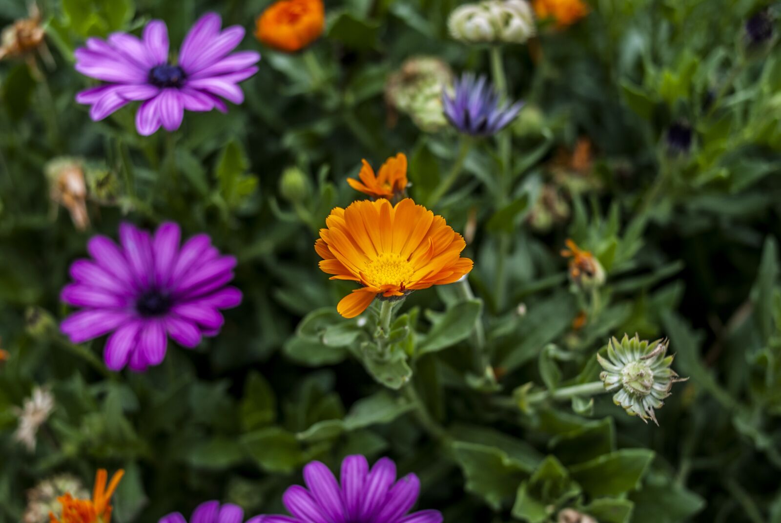 Nikon D60 sample photo. Nature, flower, garden photography