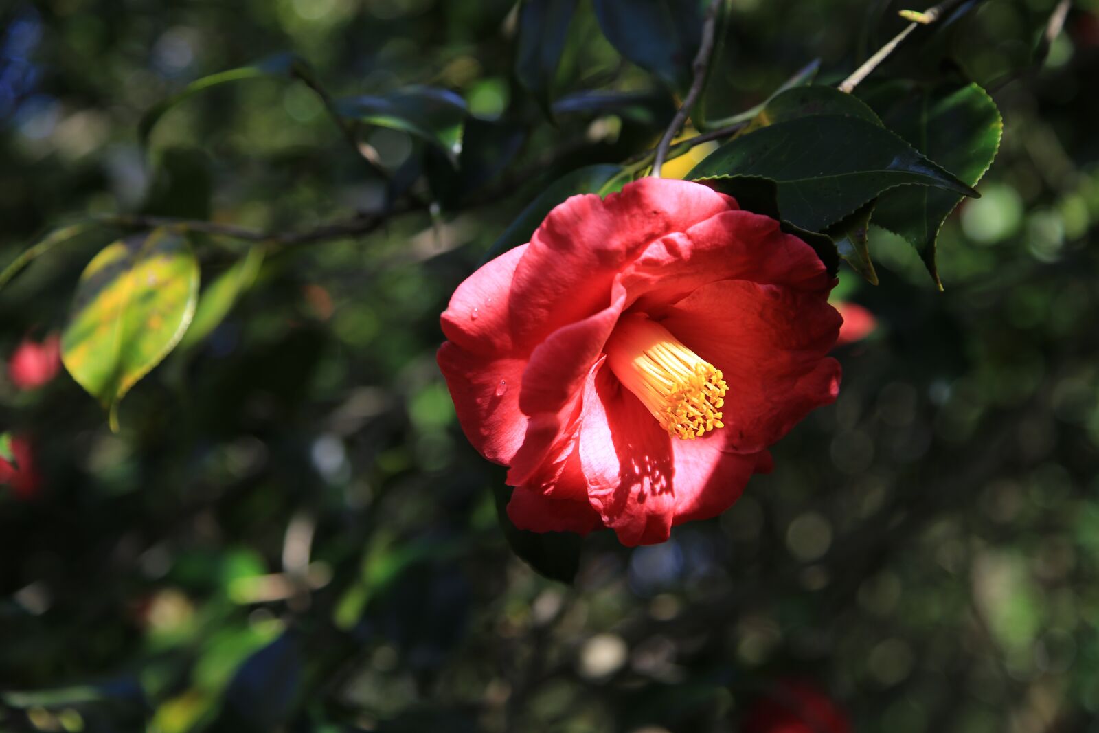 Canon EOS 6D + Canon EF 24-105mm F4L IS USM sample photo. Camellia, camellia flower, flowers photography