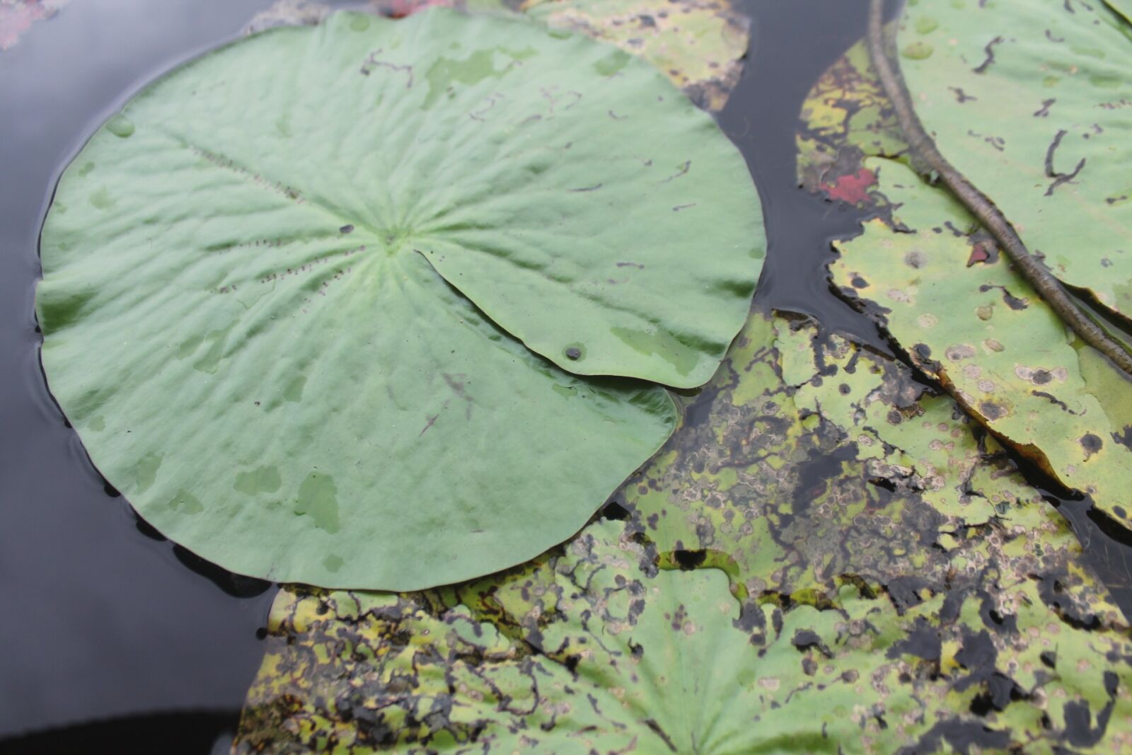 Canon EOS 1100D (EOS Rebel T3 / EOS Kiss X50) sample photo. Aquatic plant, lake, vege photography