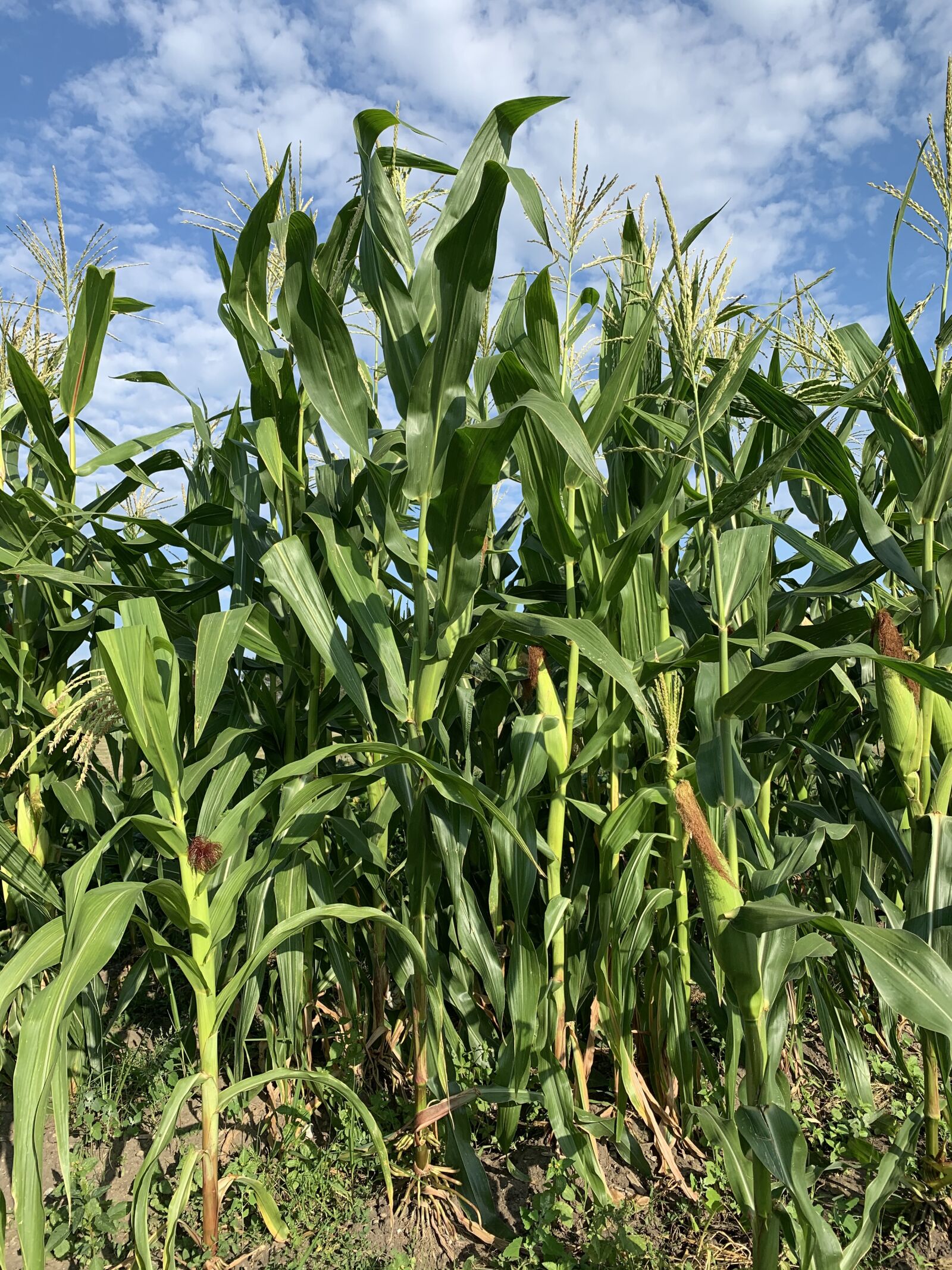 iPhone XR back camera 4.25mm f/1.8 sample photo. Corn stalks, cornfield, agriculture photography