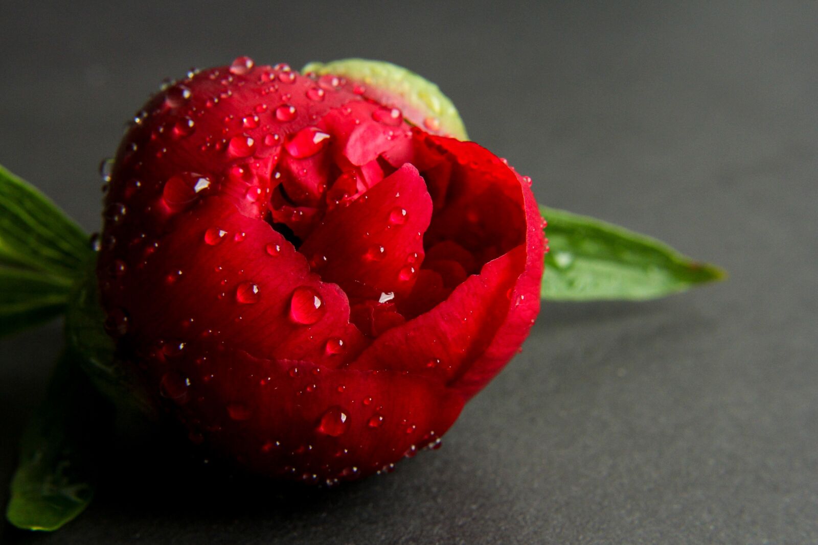 Canon EOS 60D sample photo. Peony, macro, nature photography