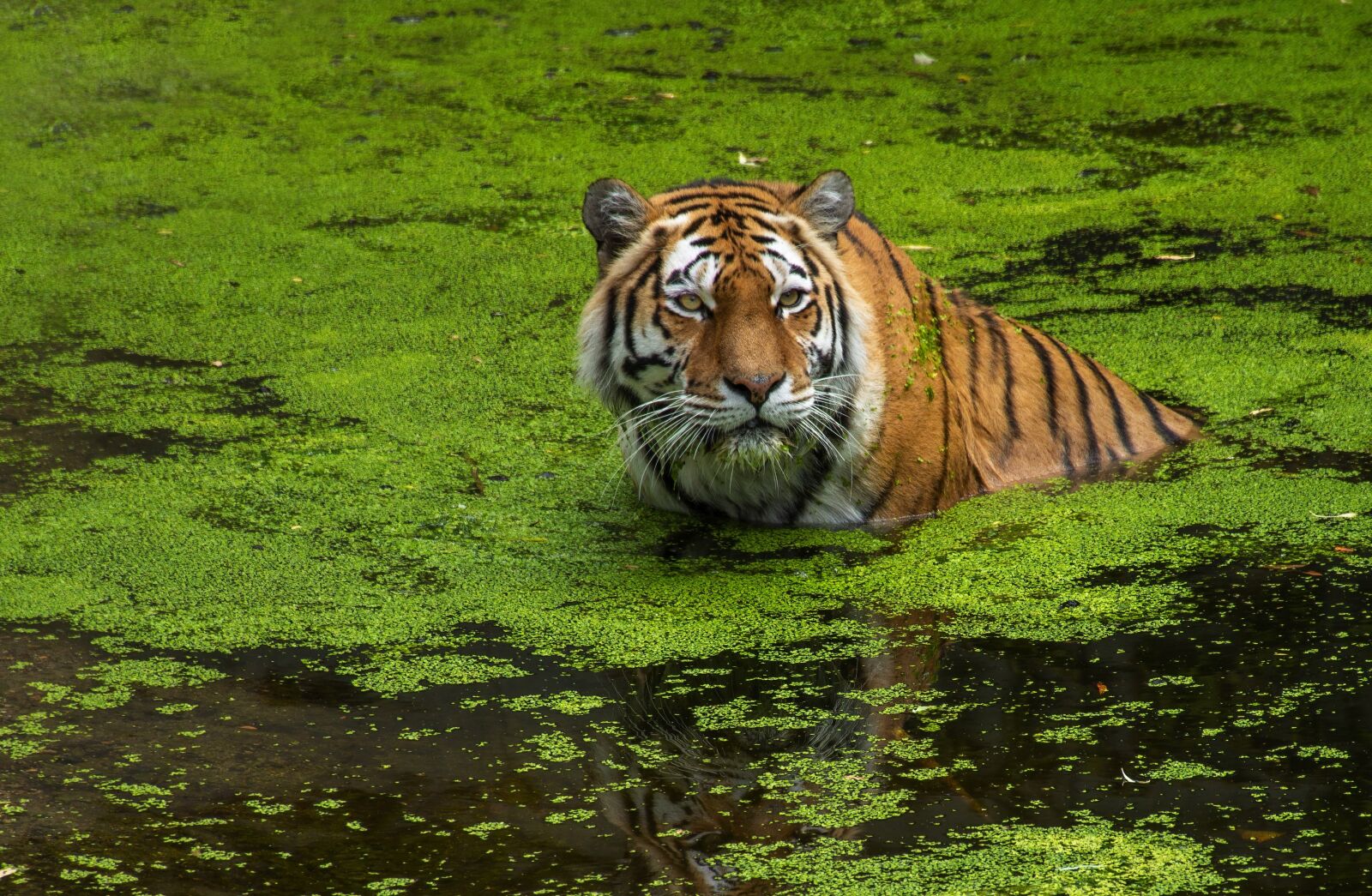 Nikon D7100 sample photo. Tiger, zoo, green photography