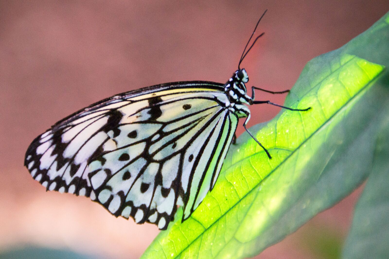 Sony DT 18-200mm F3.5-6.3 sample photo. Butterfly, leaf, insect photography