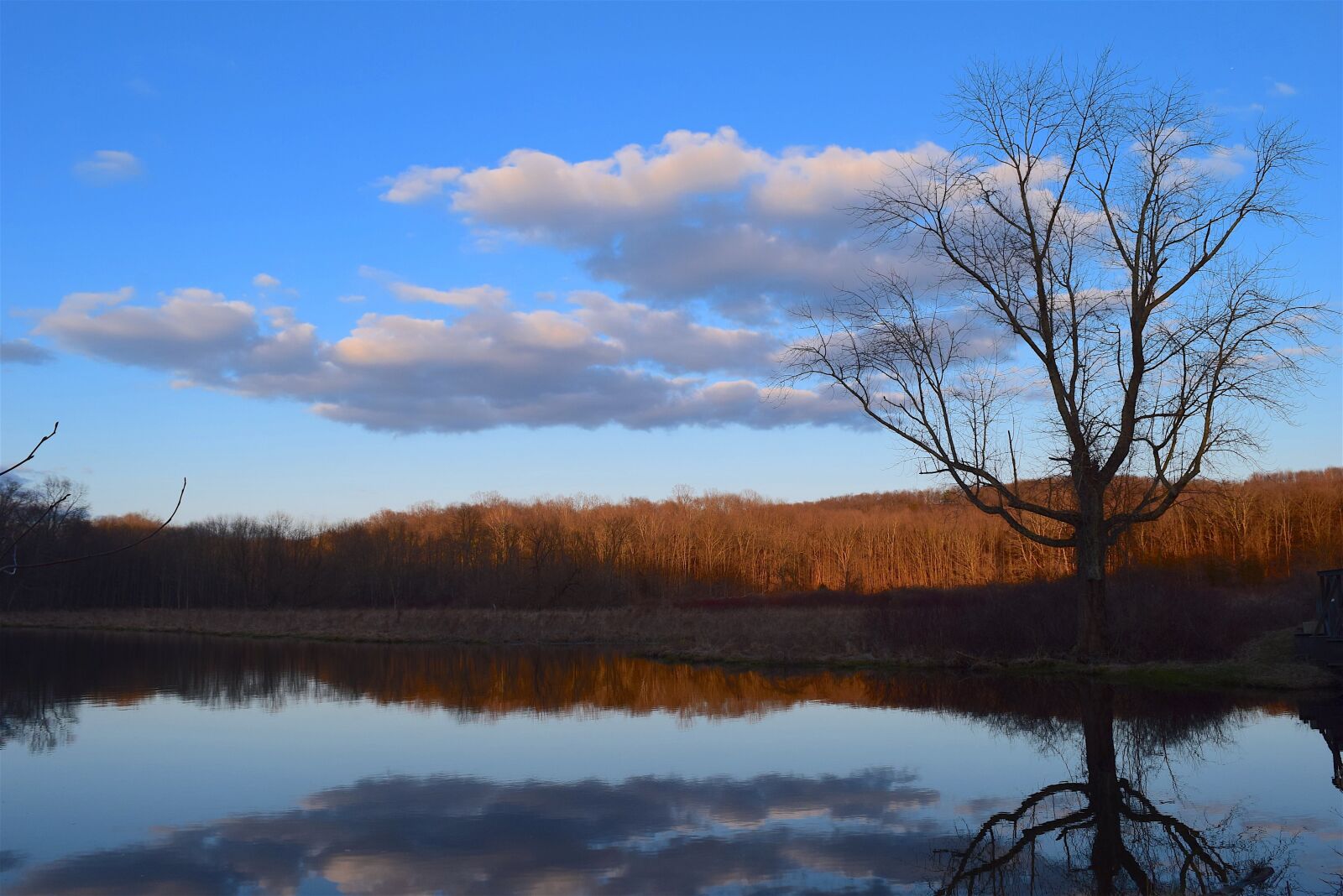 Nikon D3300 sample photo. Tree, nature, landscape photography
