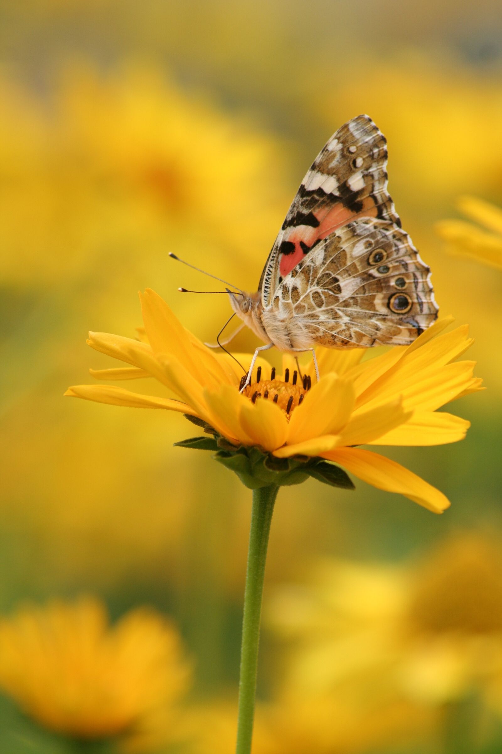 Canon EOS 350D (EOS Digital Rebel XT / EOS Kiss Digital N) sample photo. Butterfly, yellow, flower photography