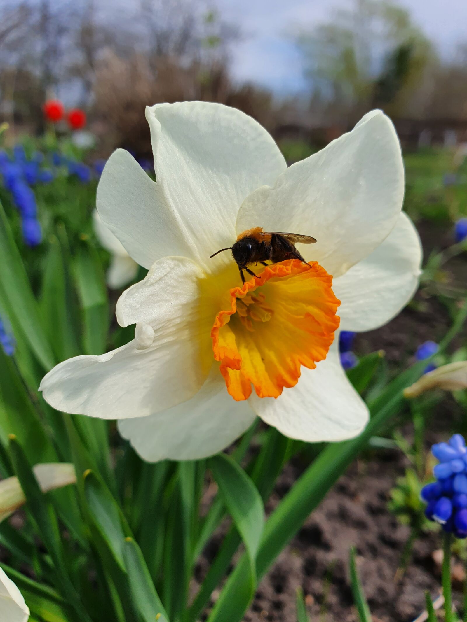 Samsung Galaxy S10 sample photo. Bee, flower, dacha photography