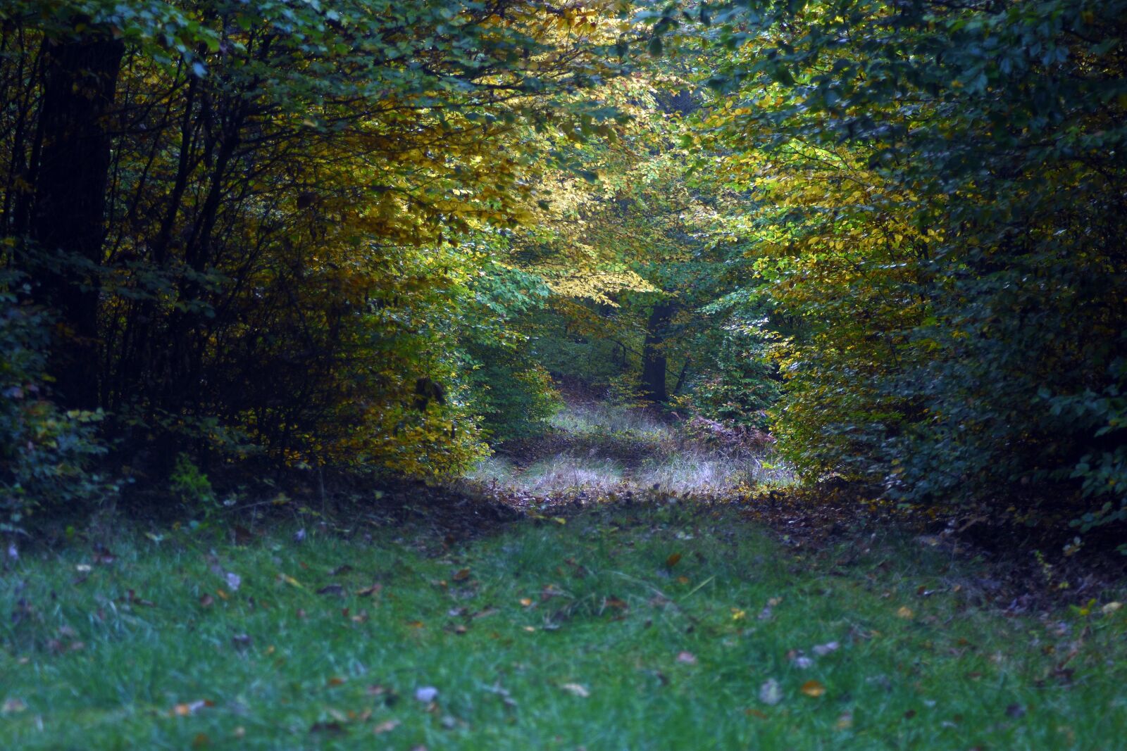 Nikon D3400 sample photo. Autumn, nature, forest photography