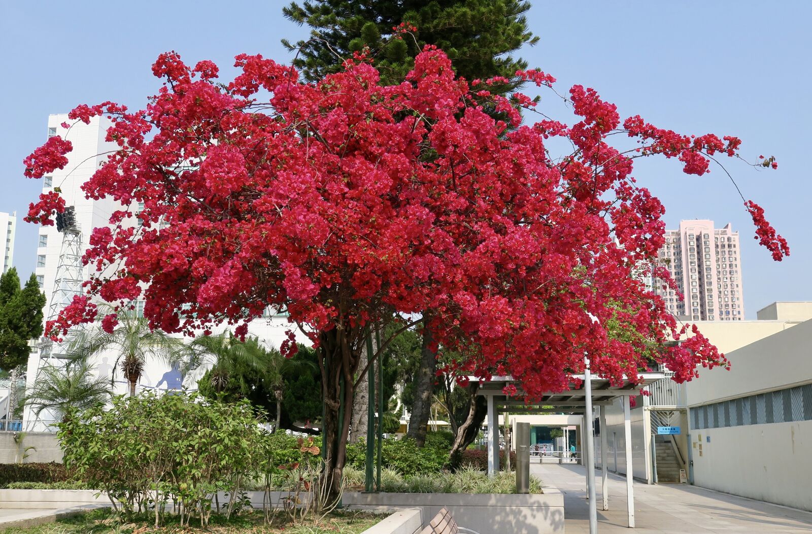 Canon PowerShot G3 X sample photo. Tree, season, outdoor photography