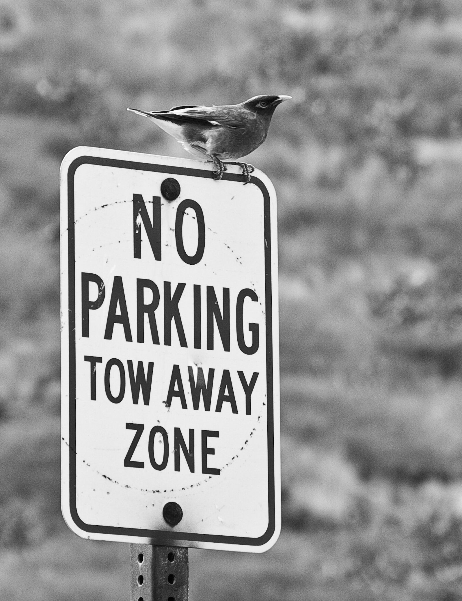 Canon EOS 50D sample photo. Bird, perch, sign photography