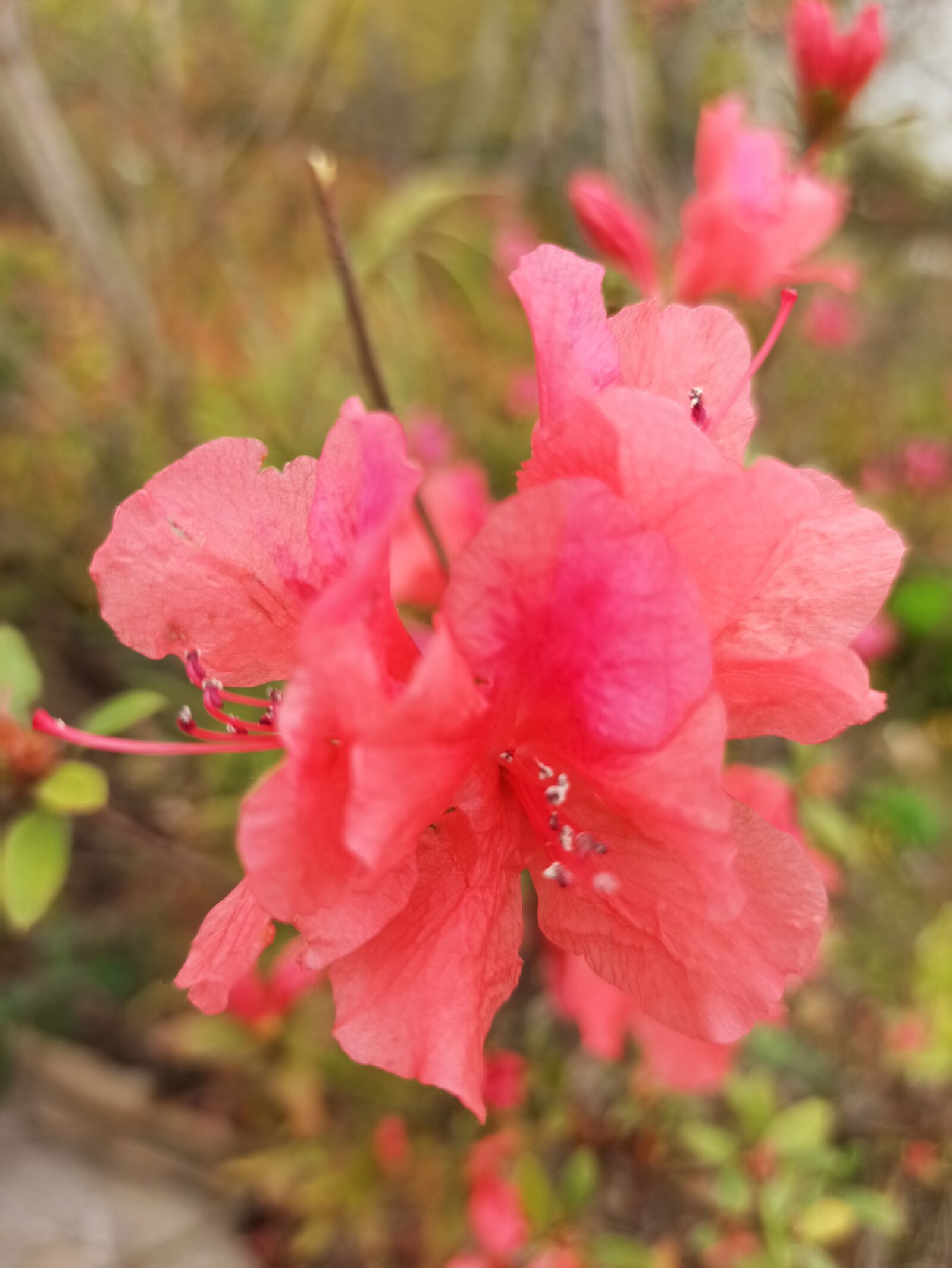 Xiaomi Redmi Note 8 Pro sample photo. Flower, red, life photography