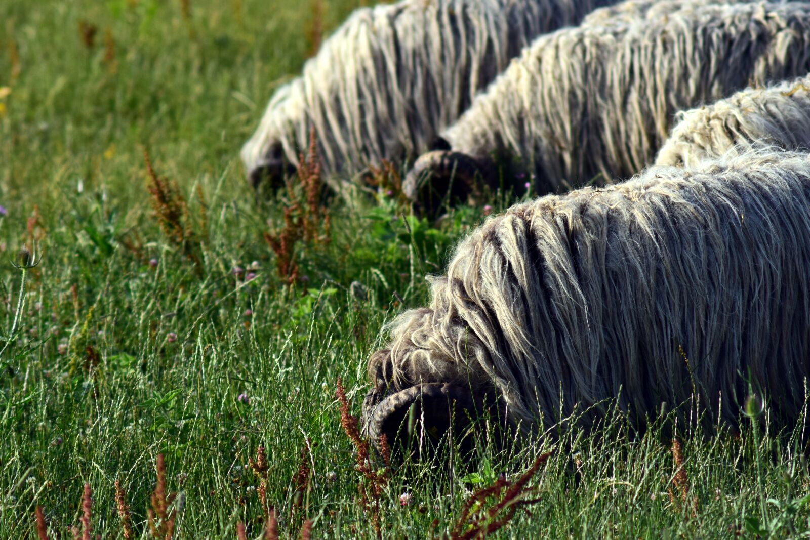 Nikon D3300 sample photo. Sheep, flock of sheep photography