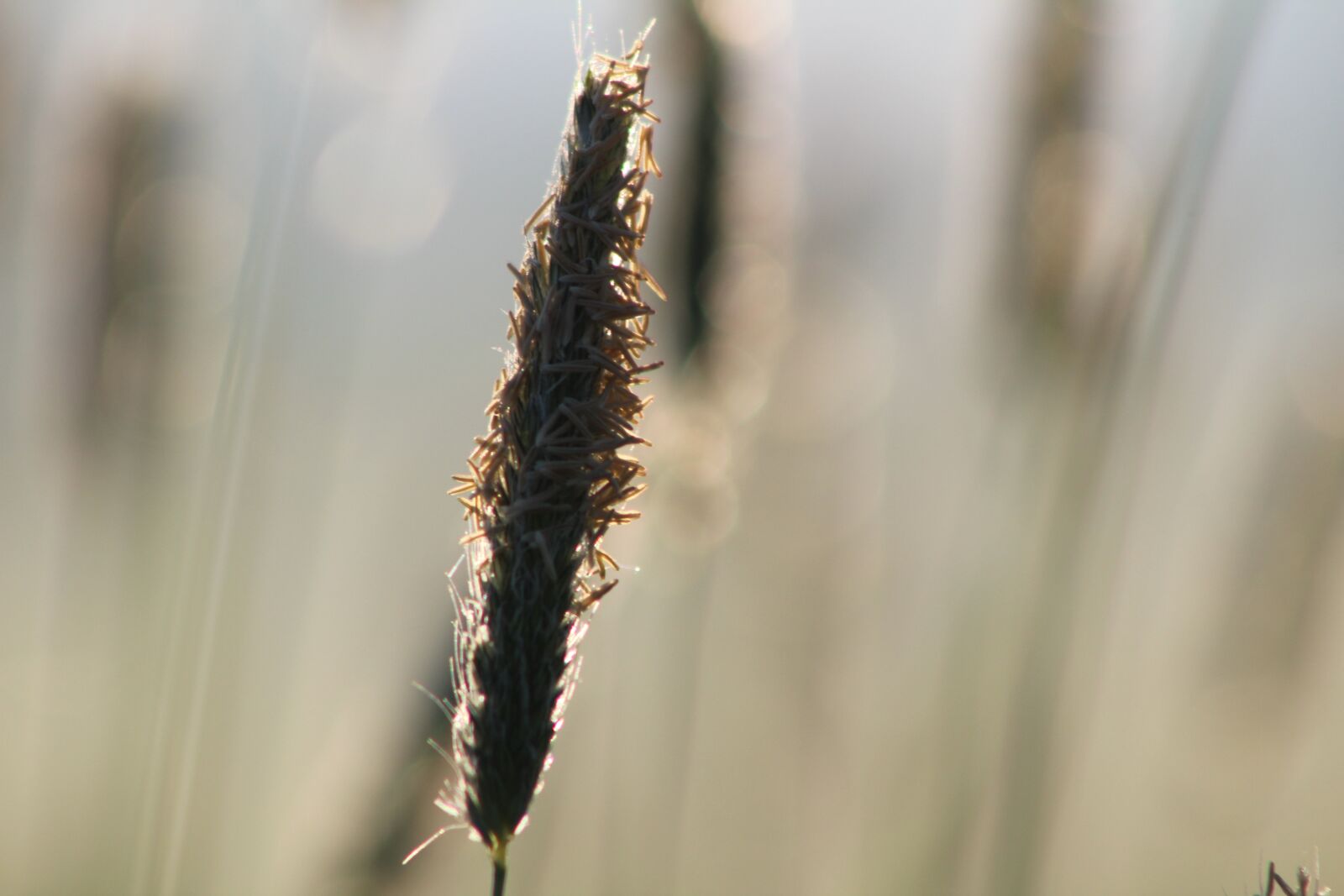 Canon EF 75-300mm f/4-5.6 sample photo. Cereals, summer, agriculture photography