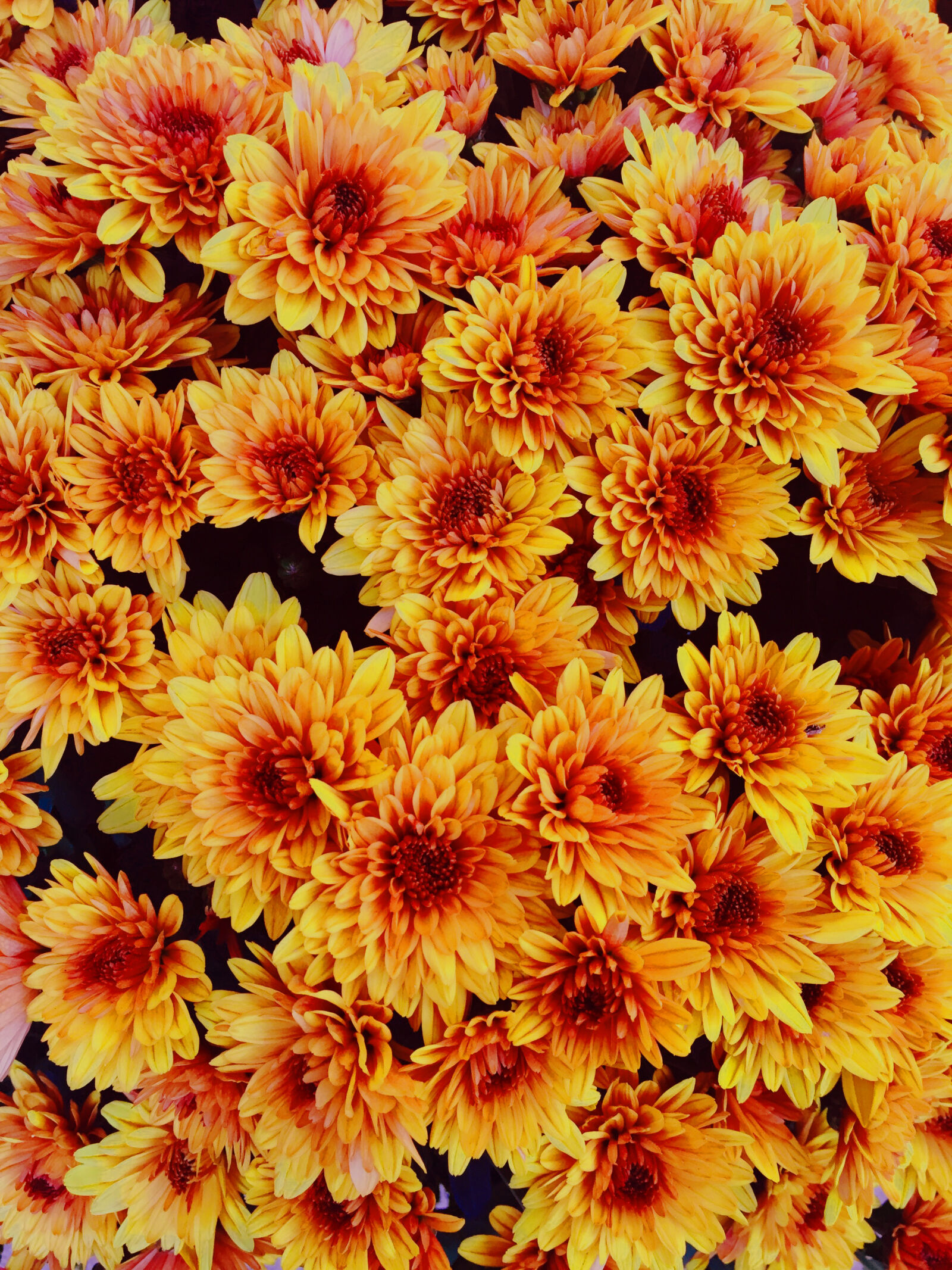 Apple iPhone 6 sample photo