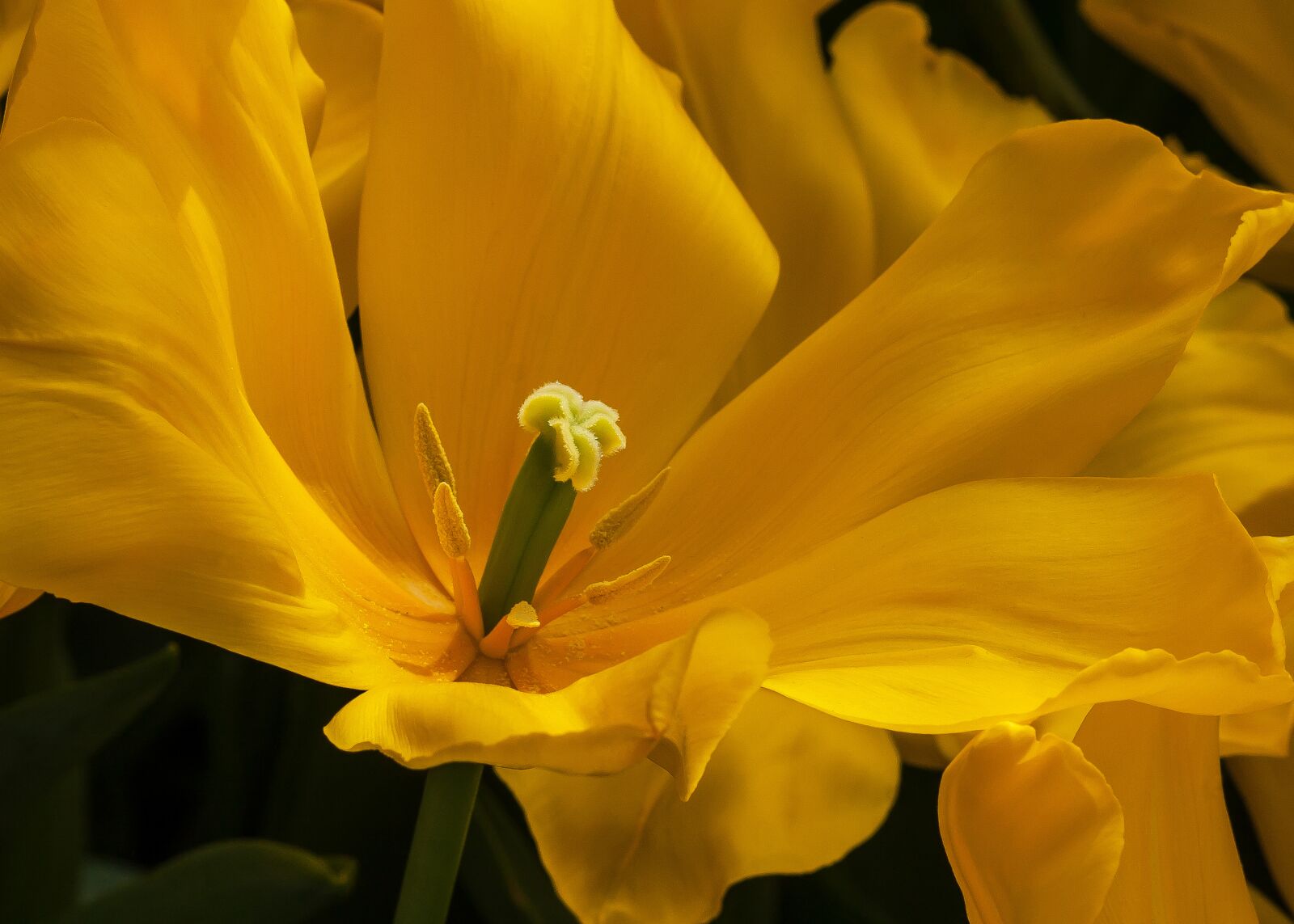 Canon EOS 30D + Canon EF 85mm F1.8 USM sample photo. Tulip, yellow, flower photography