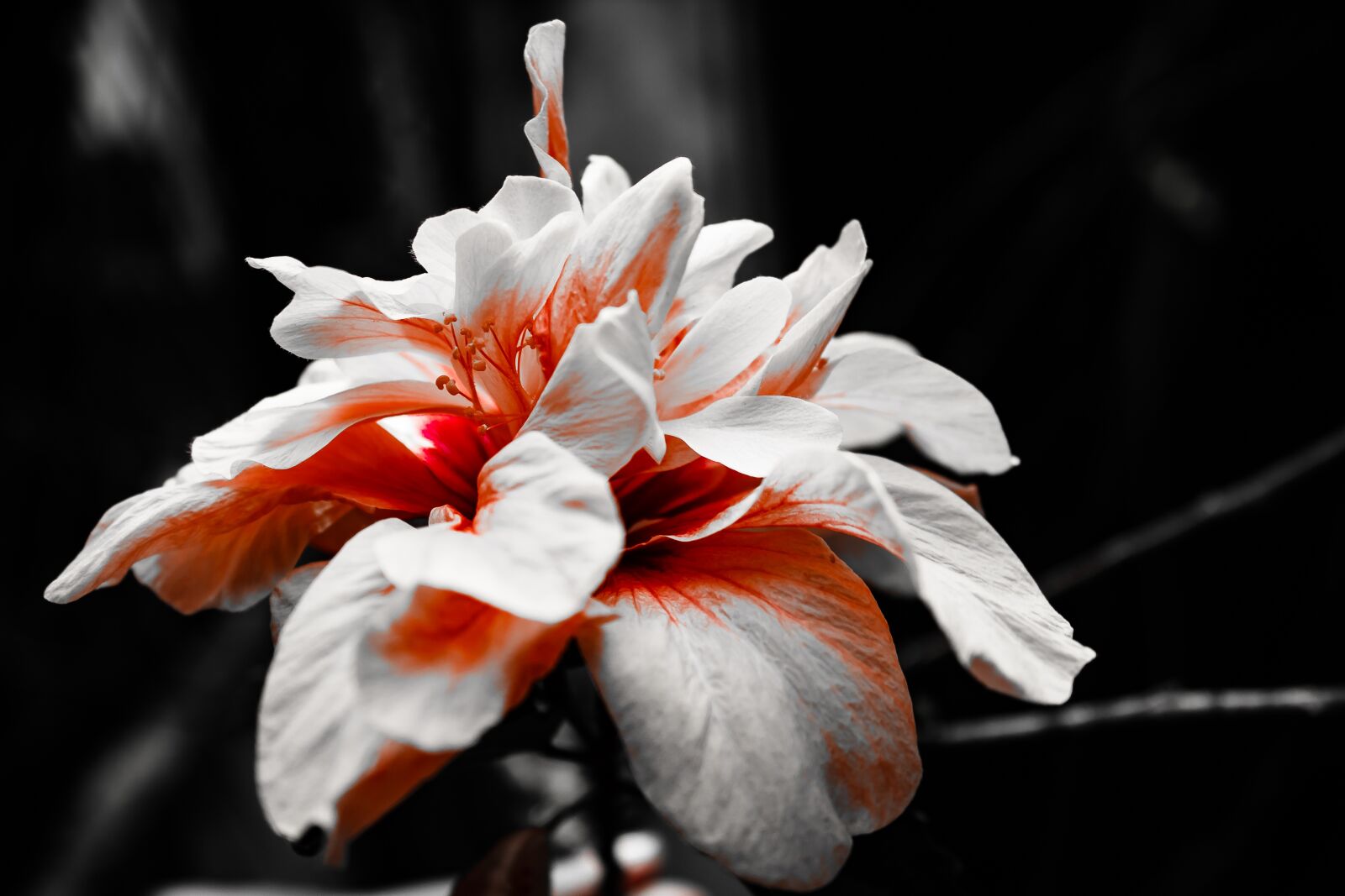 Canon EOS 600D (Rebel EOS T3i / EOS Kiss X5) sample photo. Flower, dark, bloom photography