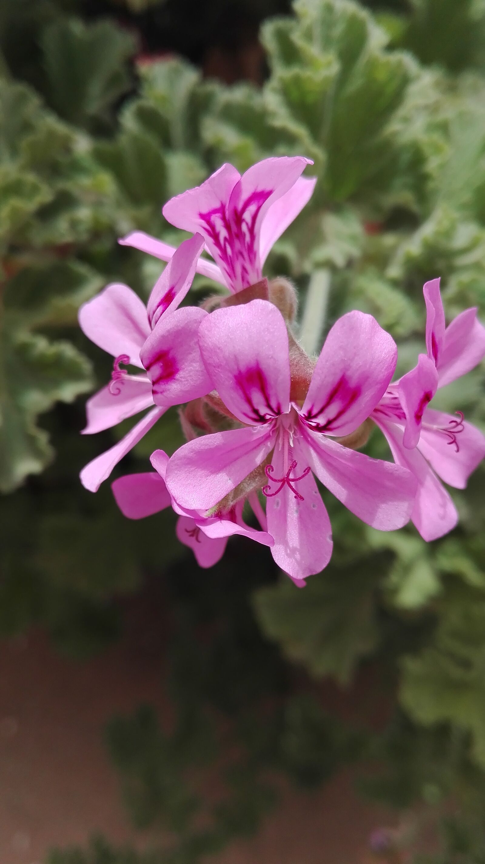 HUAWEI P8 Lite sample photo. Flower, pink, garden photography