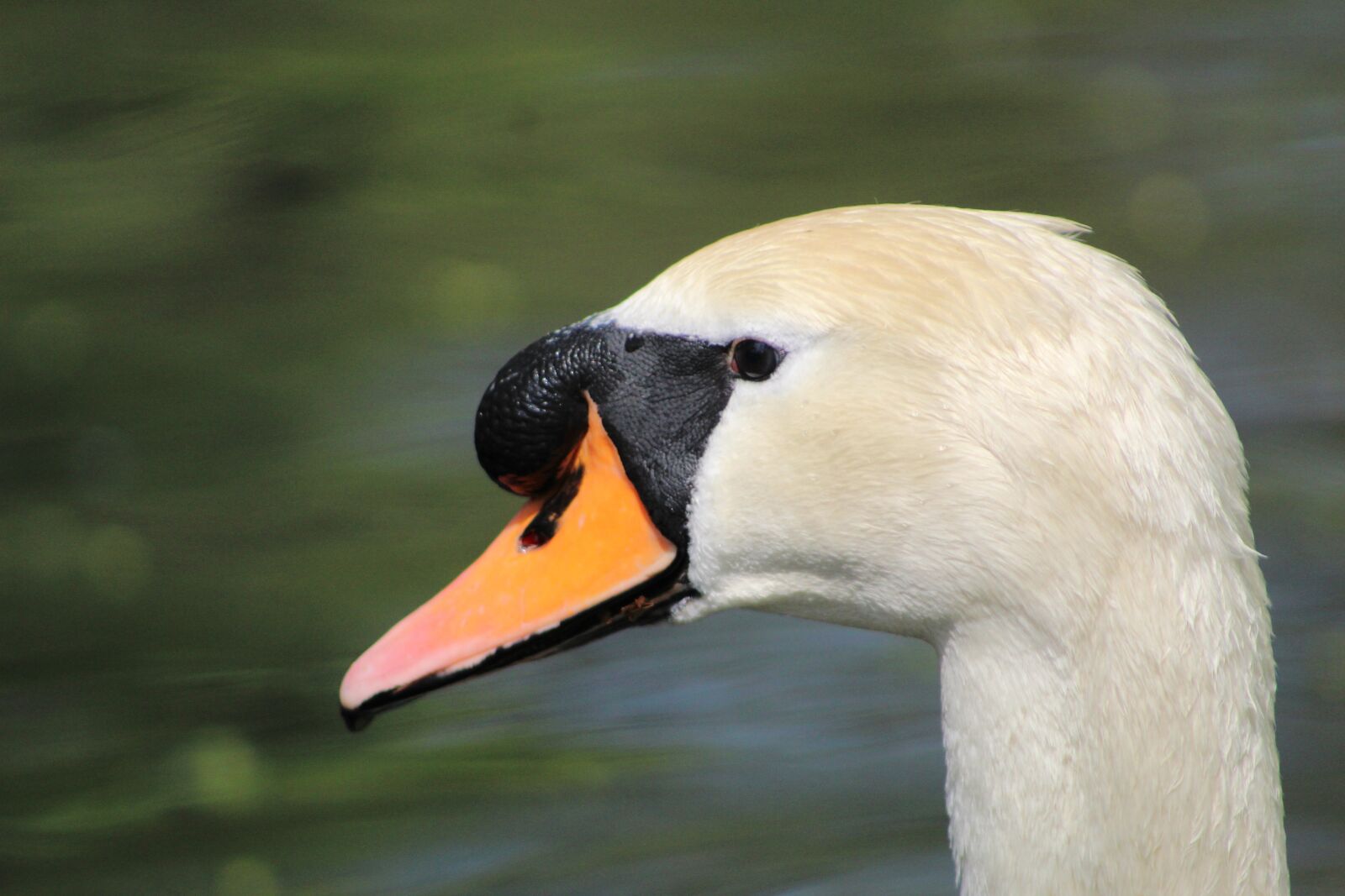 Canon EF75-300mm f/4-5.6 sample photo. Bird, animal world, nature photography