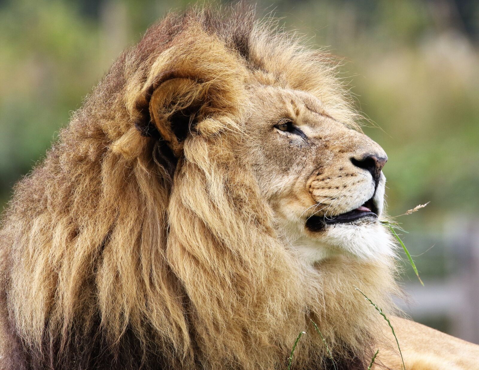 Canon EOS 7D Mark II sample photo. Lion, big cat, big photography