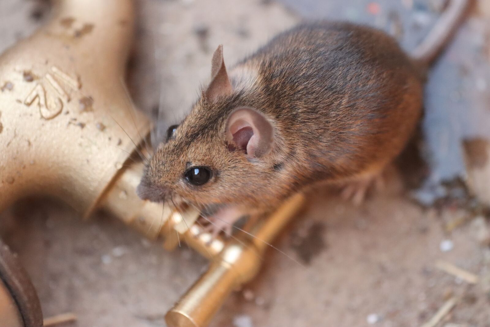 Canon EF 180mm F3.5L Macro USM sample photo. Mouse, fur, faucet photography