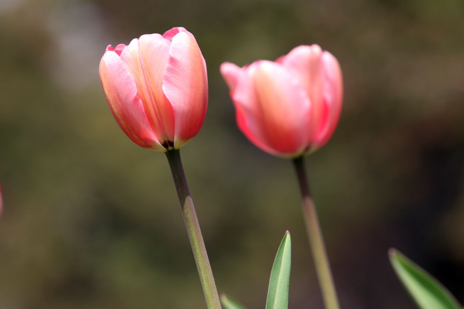 Canon EF 70-200mm F2.8L USM sample photo. Spring, spring flowers, tulip photography