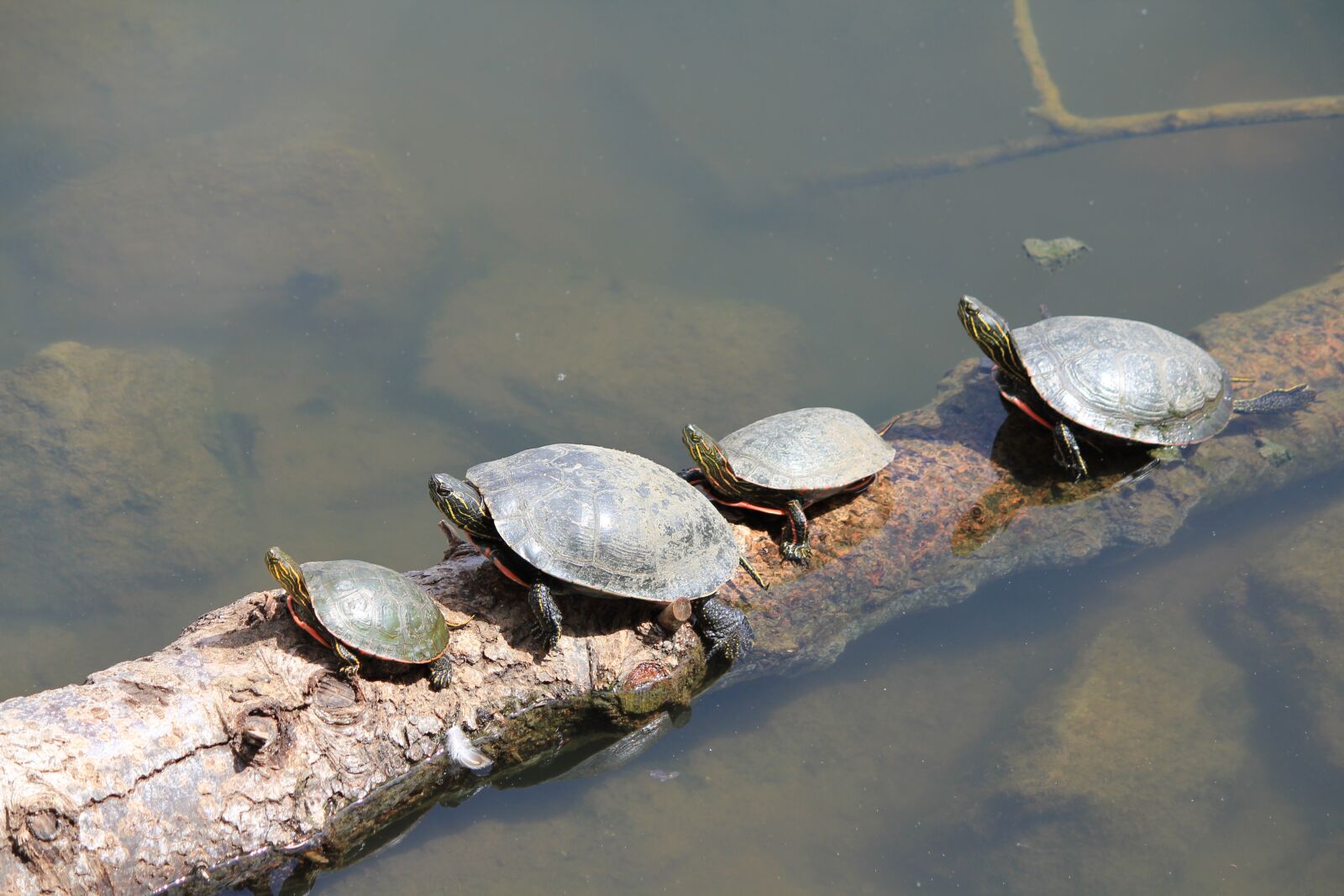 Canon EOS 550D (EOS Rebel T2i / EOS Kiss X4) sample photo. Turtles, animals, nature photography