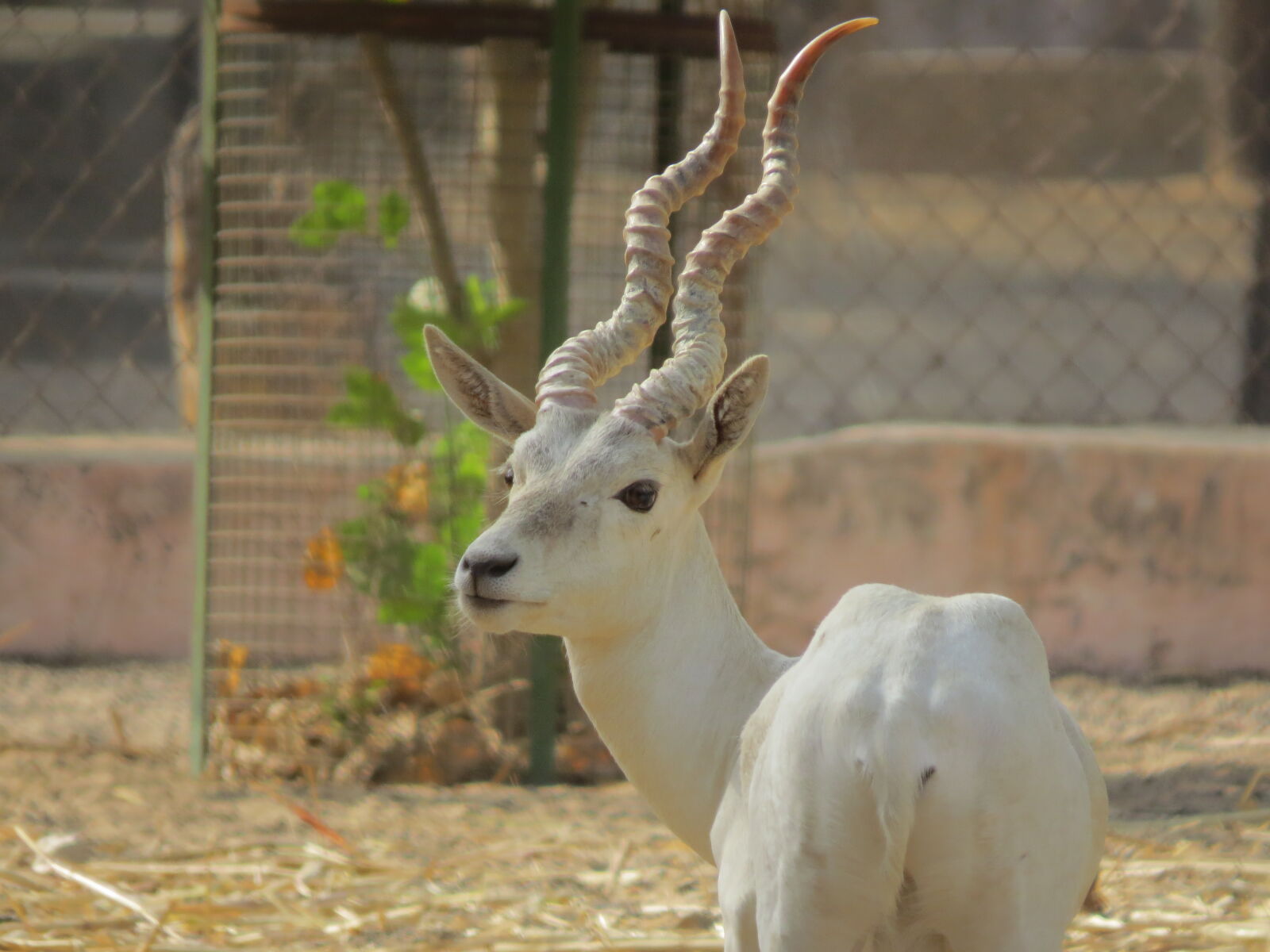 Canon PowerShot SX50 HS sample photo. Animal photography