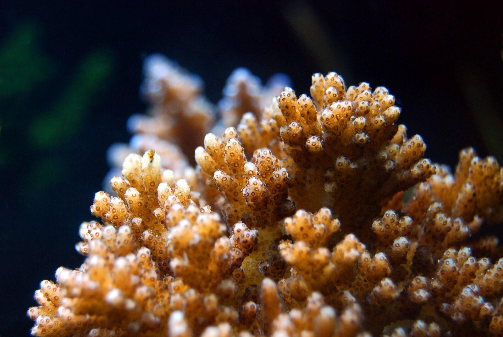 Nikon D40X sample photo. Coral, reef, sea photography