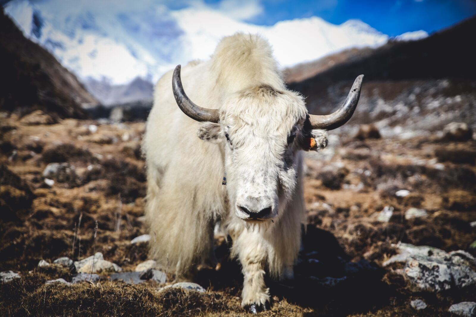 Canon EOS 6D sample photo. Himalayan yak, mountains, animal photography
