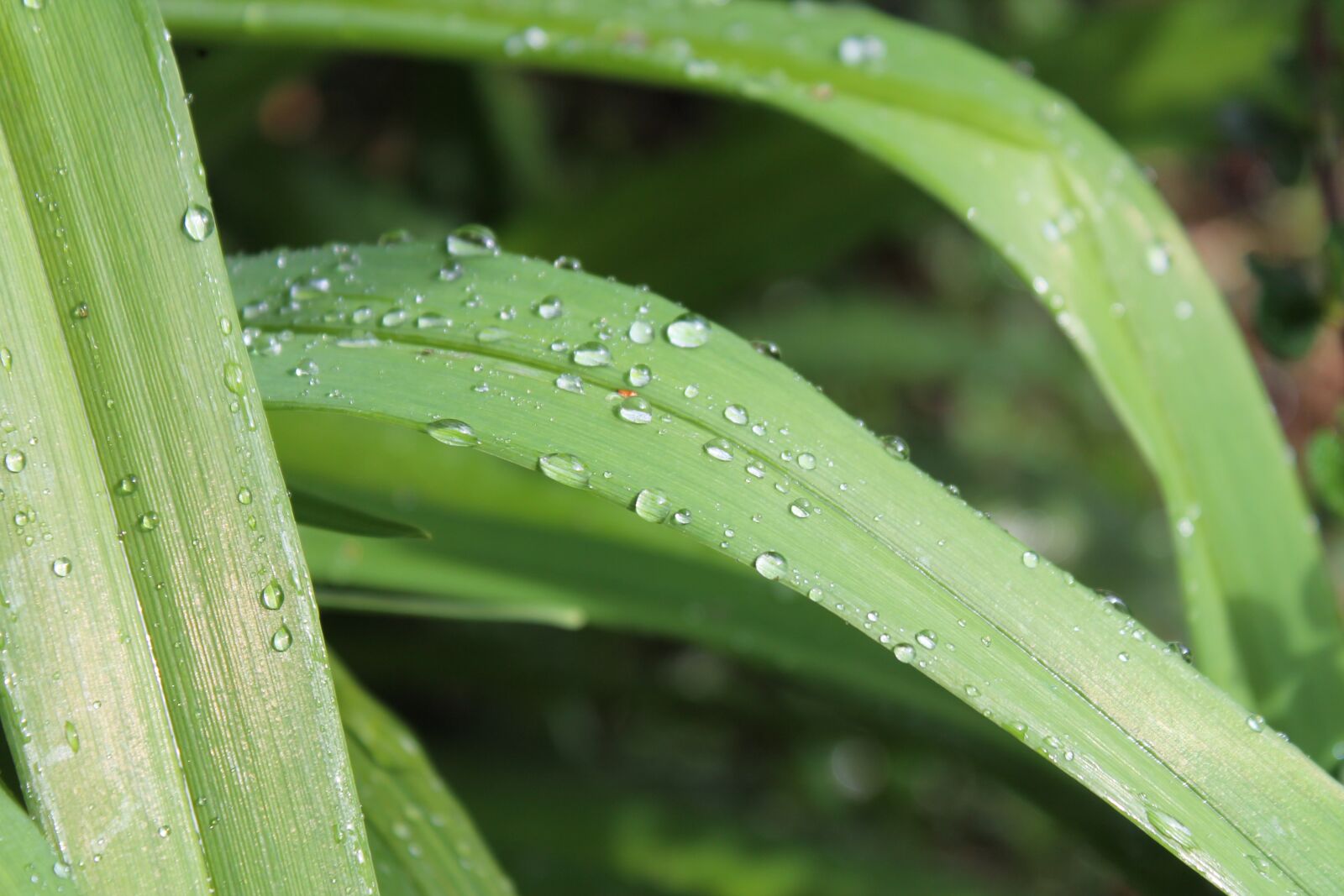 Canon EOS 1100D (EOS Rebel T3 / EOS Kiss X50) sample photo. Grass, blade of grass photography