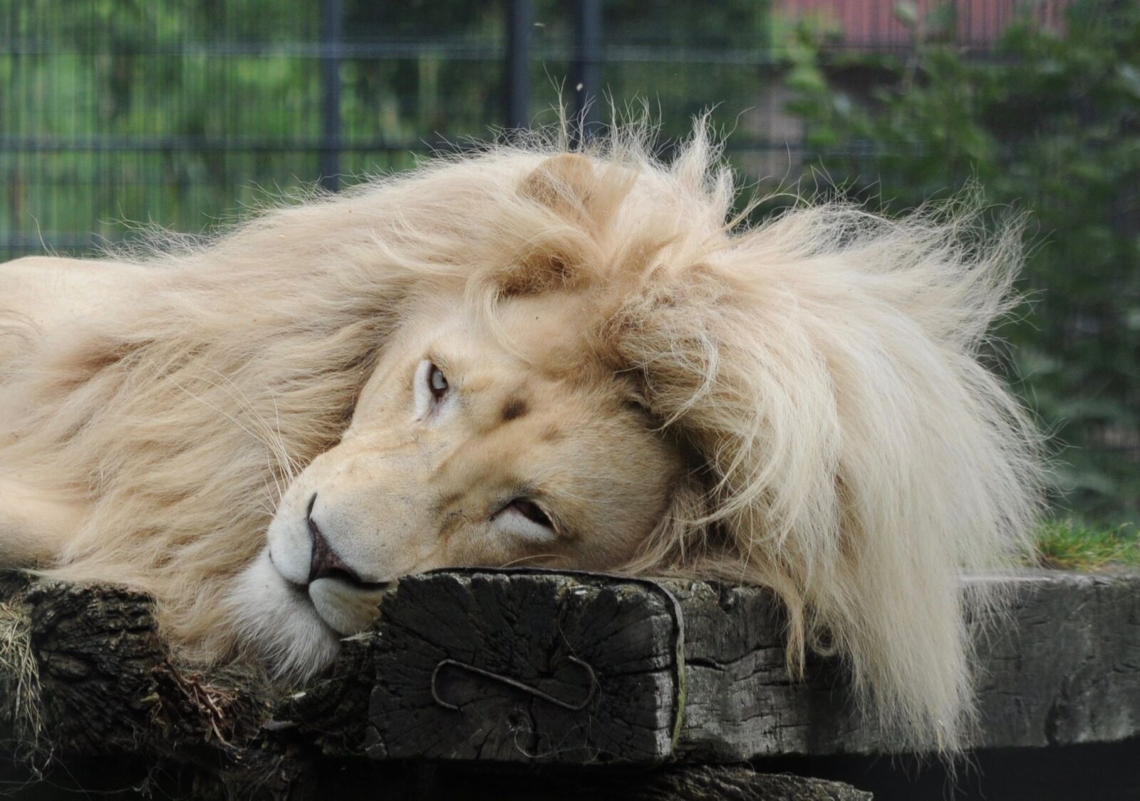 Nikon D5000 sample photo. Lion, males, zoo photography