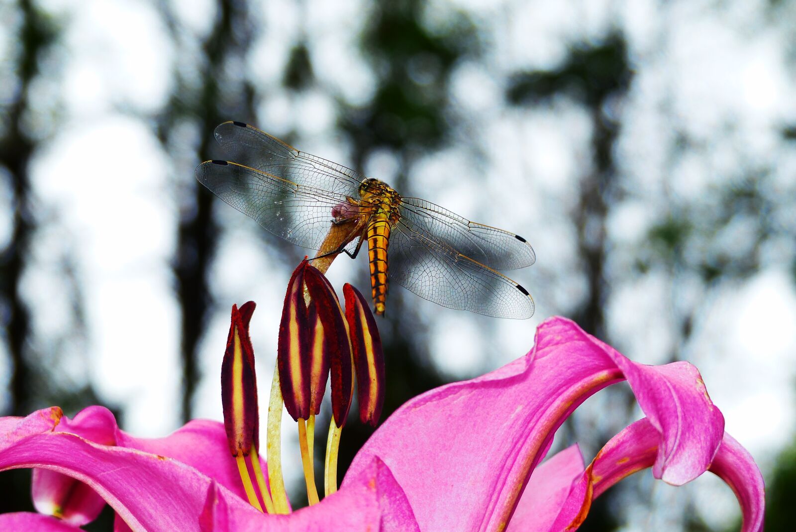 Panasonic Lumix DMC-FZ200 sample photo. Lecicha total, female, lily photography