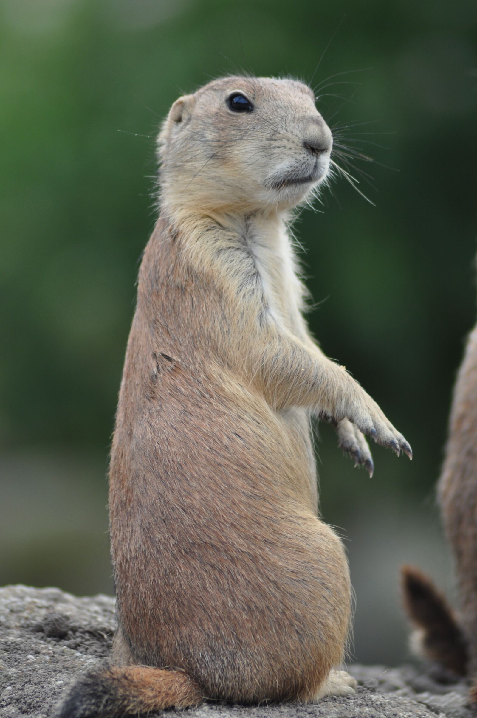 Nikon D90 sample photo. Animals, zoo, prairie dog photography