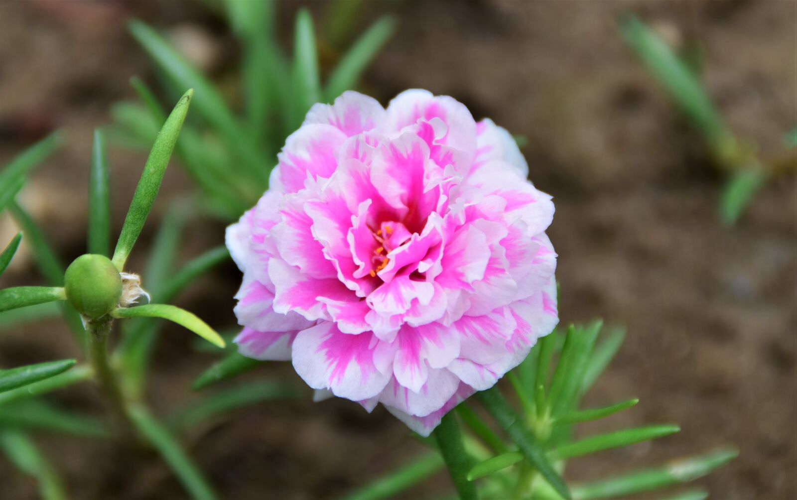 Nikon D5300 sample photo. Magic flower, blossom, bloom photography