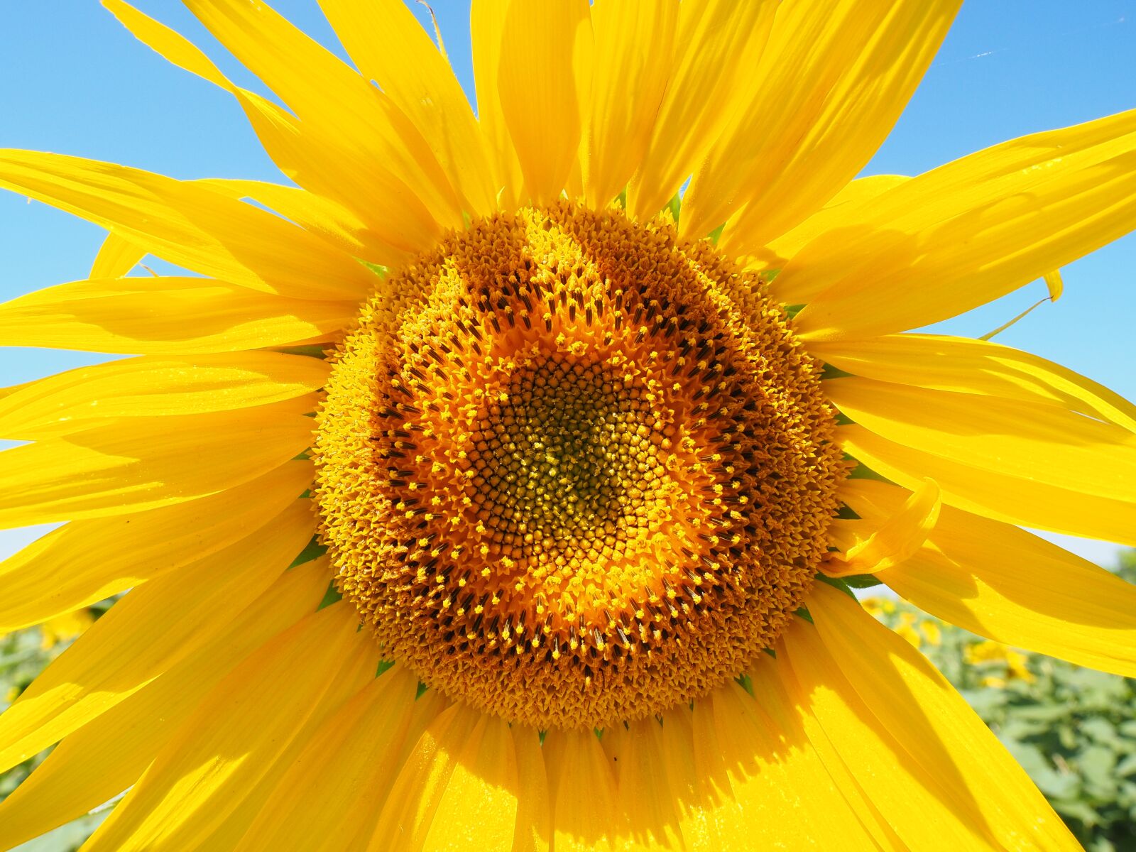 Olympus OM-D E-M1 + Olympus M.Zuiko Digital ED 12-40mm F2.8 Pro sample photo. Sunflower, inflorescence, flower basket photography