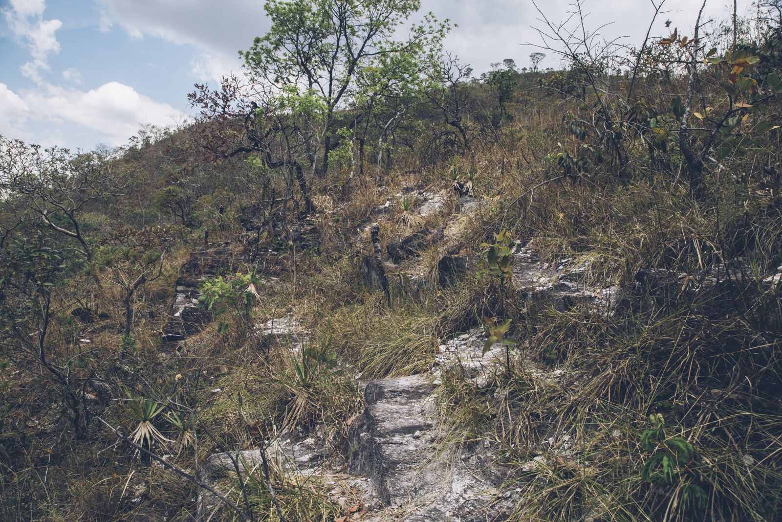 Canon EOS 6D + Canon EF 24-105mm F4L IS USM sample photo. Cerrado, landscape, nature photography