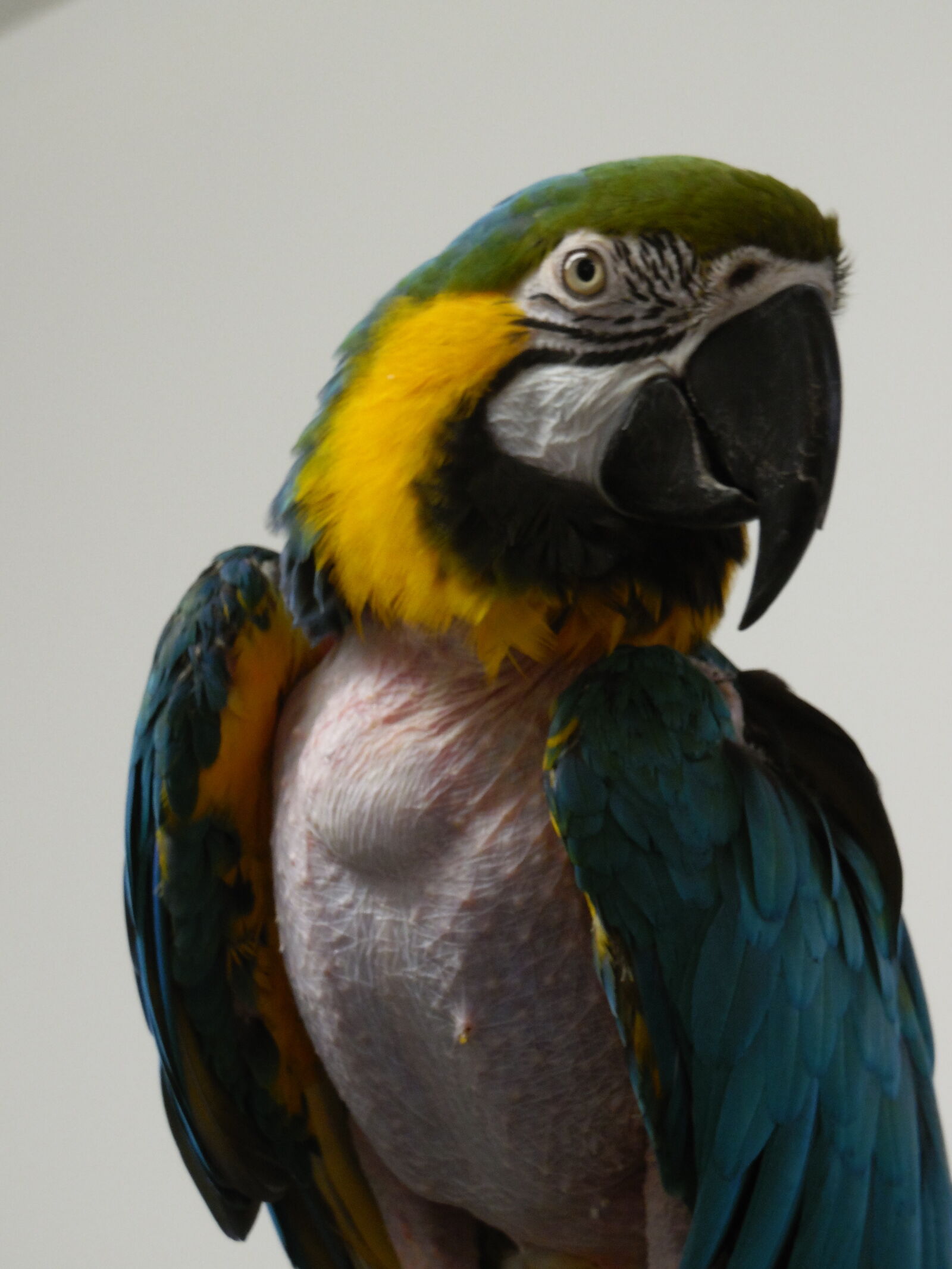 Samsung WB2200F sample photo. Bird, blue, gold, macaw photography