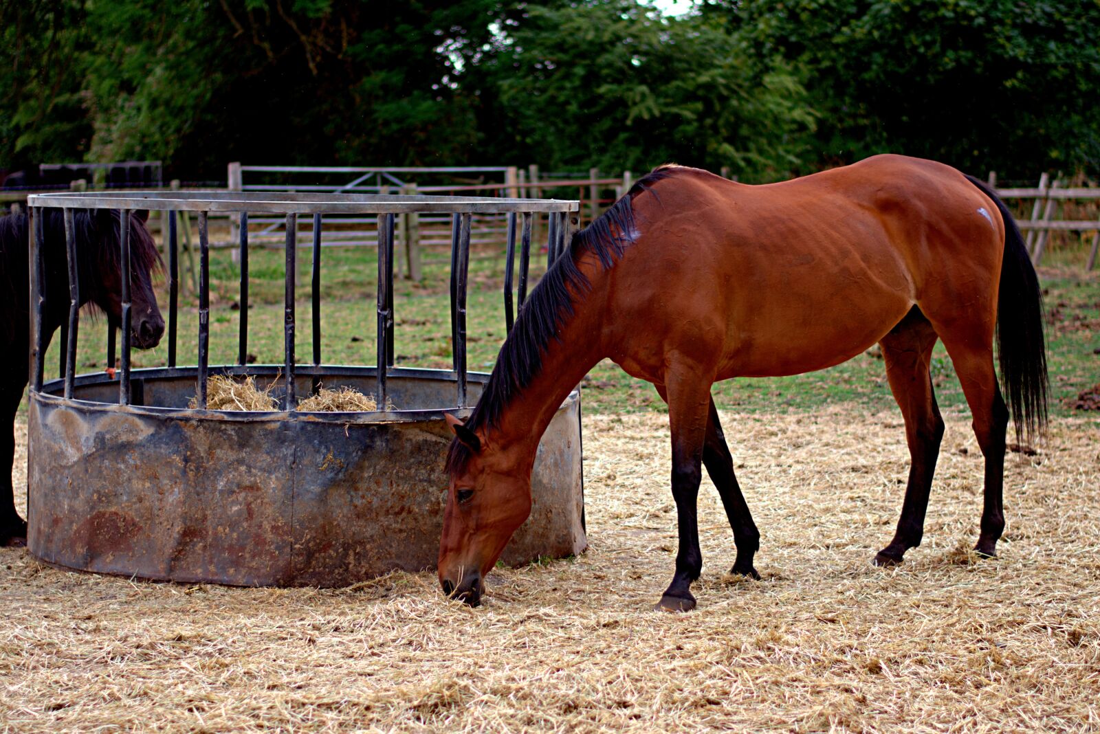 Nikon D3400 sample photo. Horses, field, mammal photography