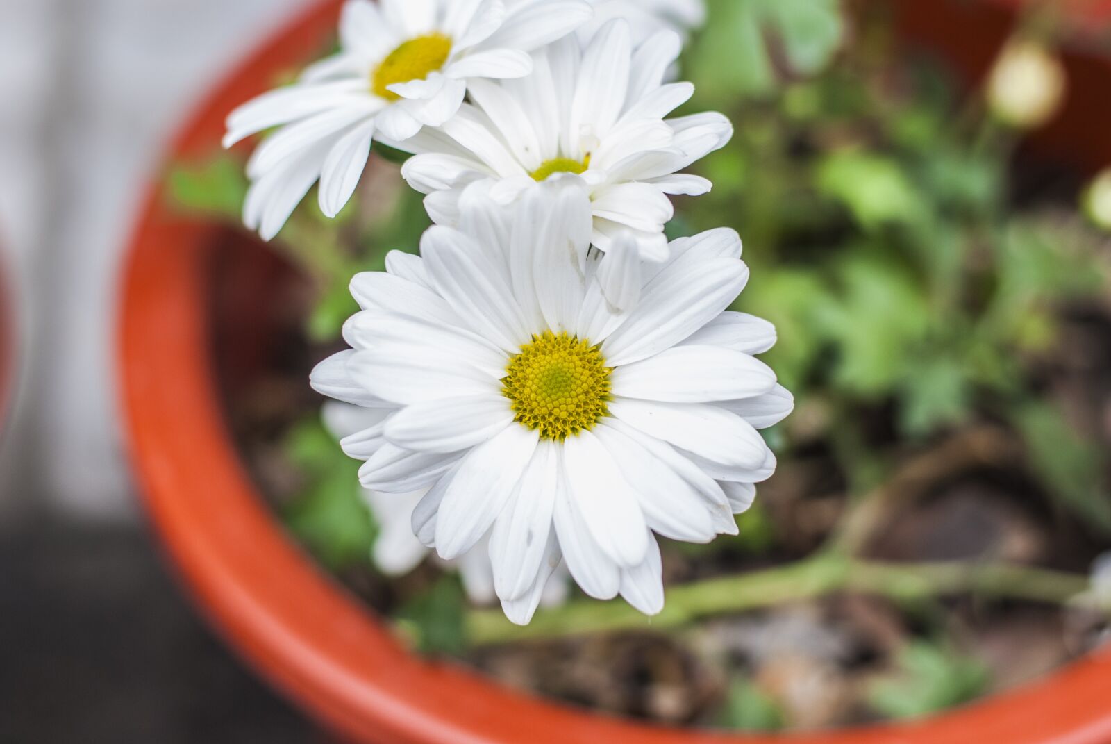 Nikon D60 sample photo. Flower, bella, nature photography